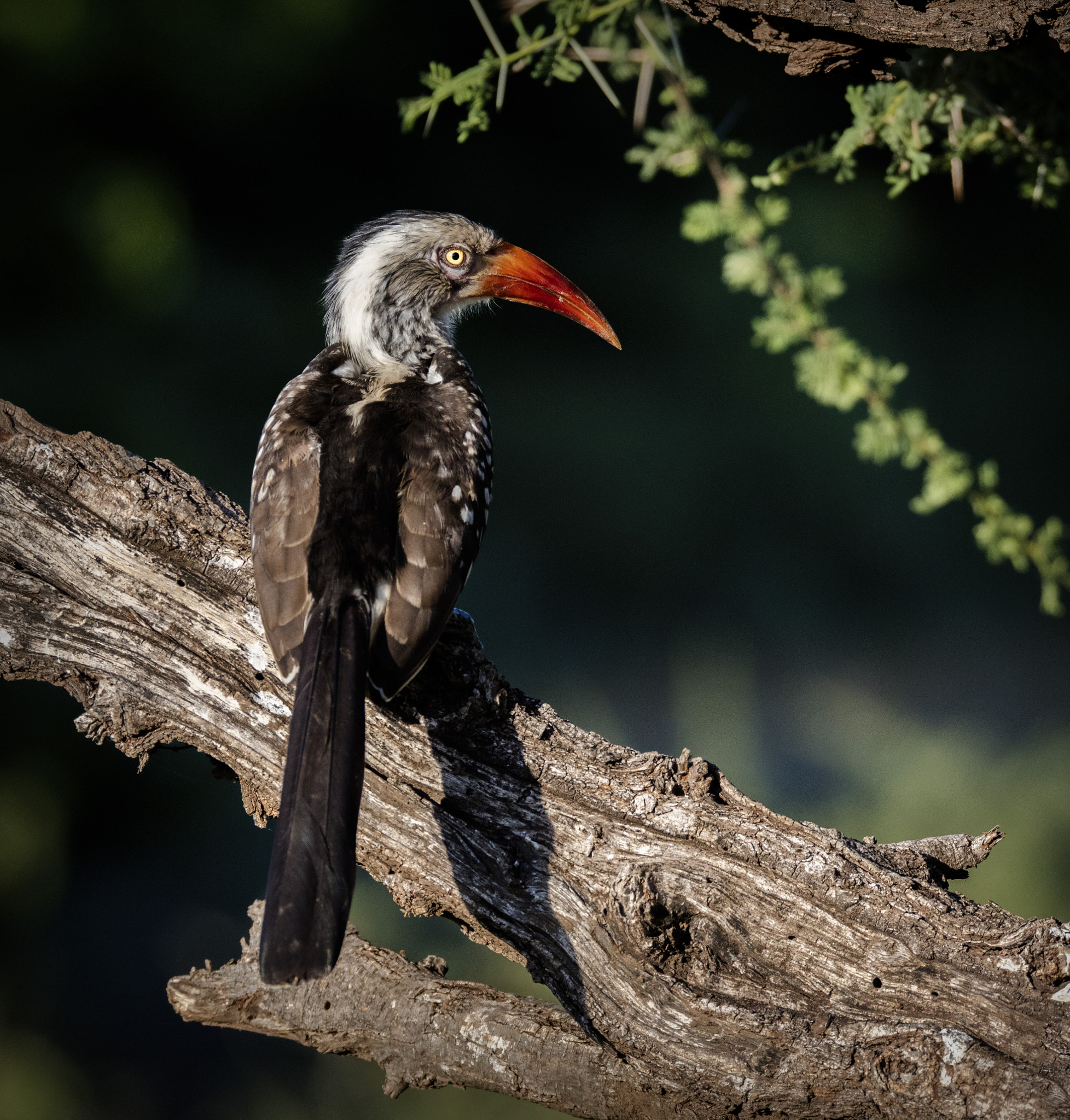 150-600mm F5-6.3 DG OS HSM | Sports 014 sample photo. Hornbill photography