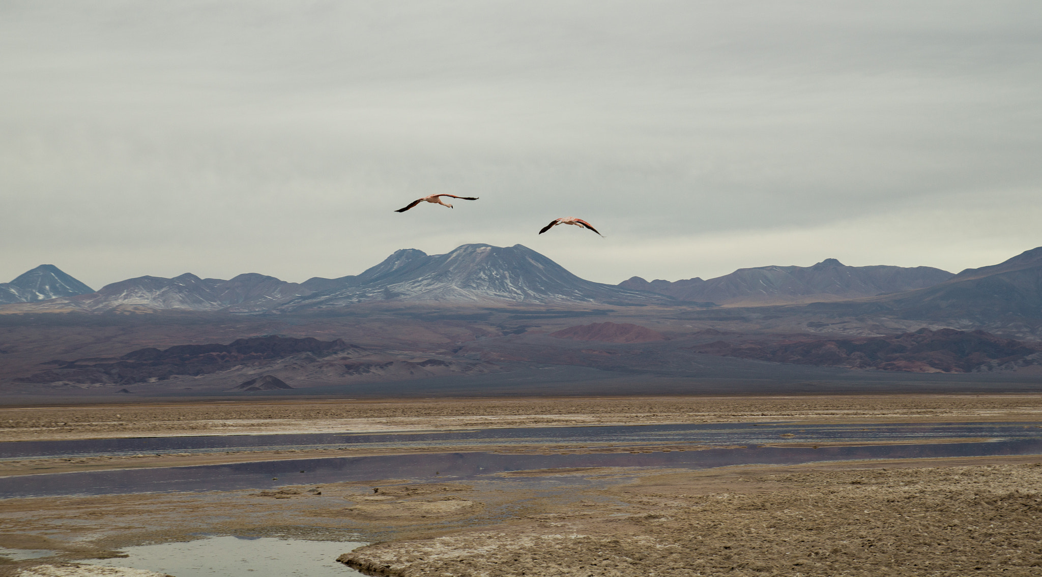 Sony SLT-A58 sample photo. Two brother pink flamingo flying! photography