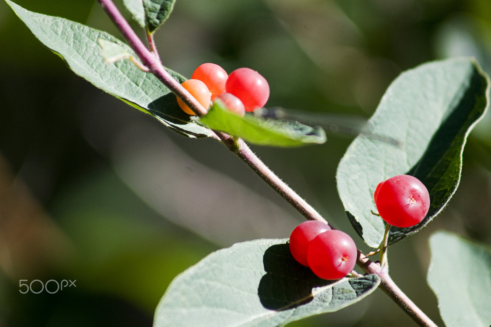 Canon EF 75-300mm f/4-5.6 USM sample photo. Red berries photography