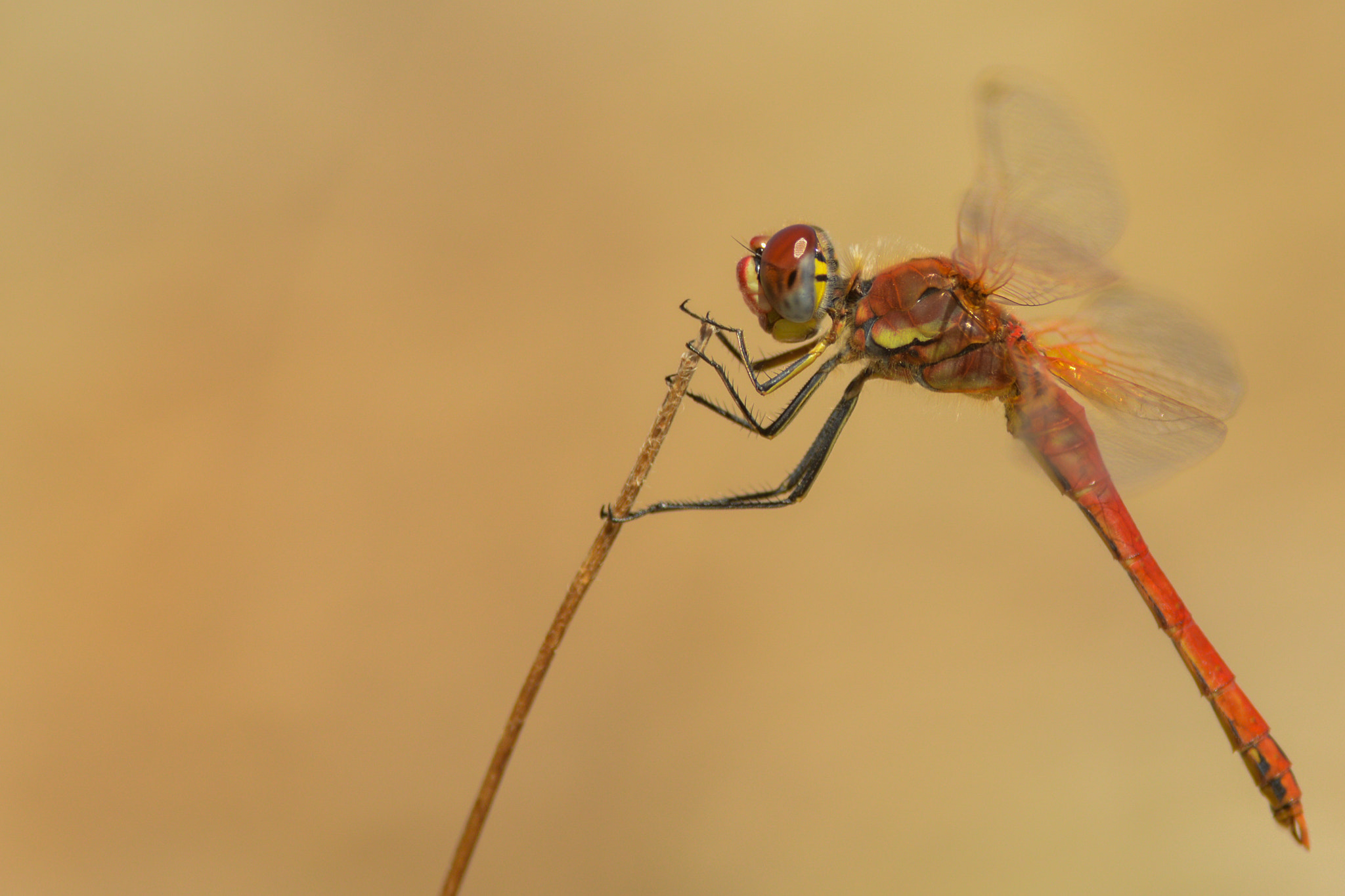 Nikon D3200 + Nikon AF-S Nikkor 300mm F4D ED-IF sample photo. Sympetrum fonscolombii photography