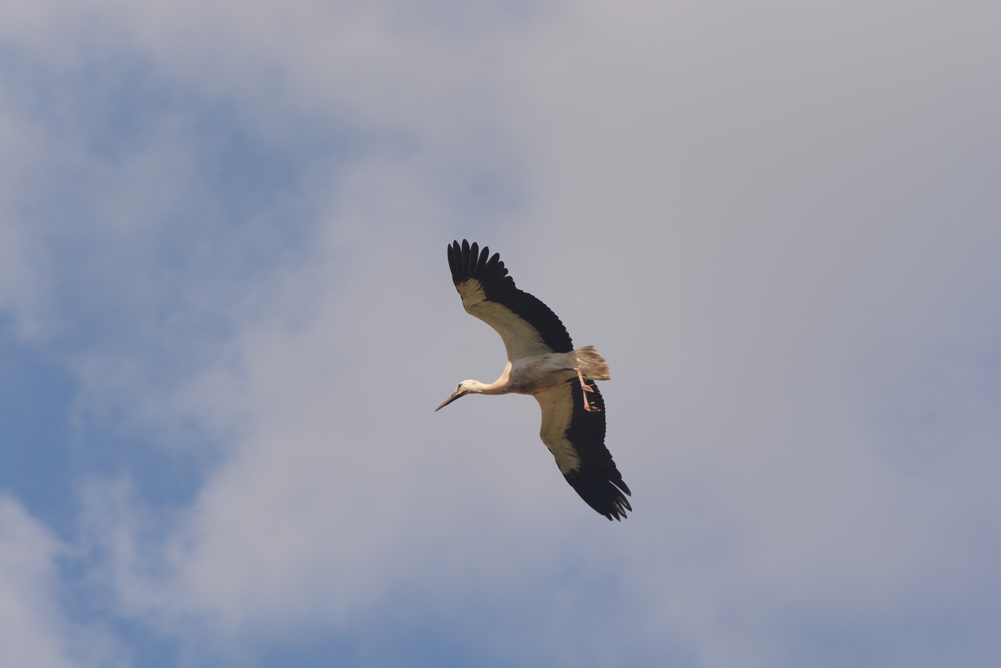 Nikon D7100 + AF Nikkor 70-210mm f/4-5.6 sample photo. On the wing photography