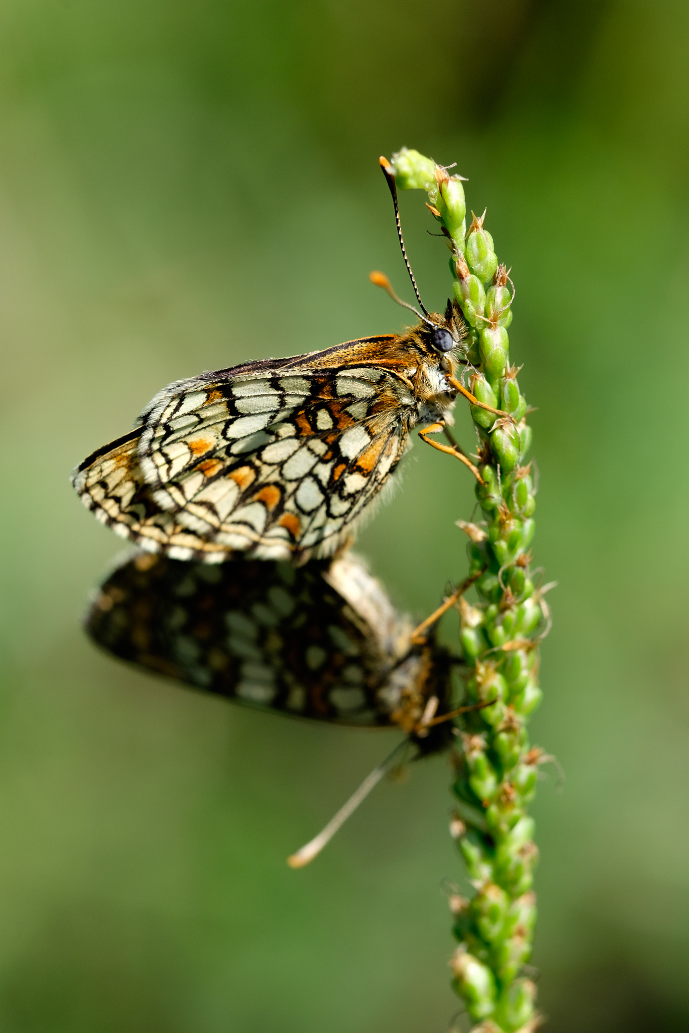 Fujifilm X-T10 + Fujifilm XF 90mm F2 R LM WR sample photo. Butterfly photography
