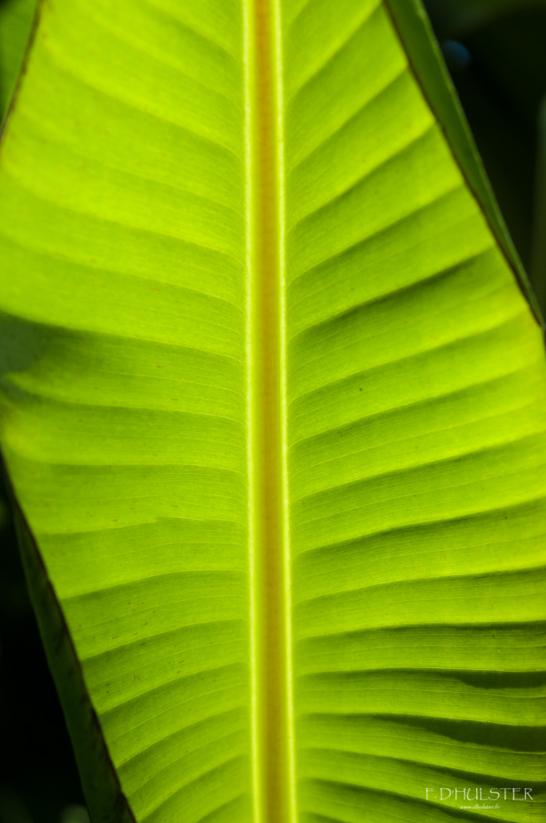 Nikon AF-S Micro-Nikkor 60mm F2.8G ED sample photo. 27459952943.jpg photography