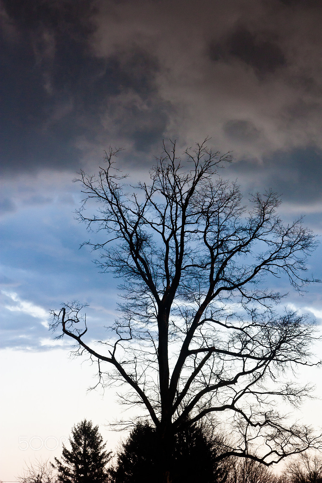 Canon EOS 450D (EOS Rebel XSi / EOS Kiss X2) sample photo. Storm and tree photography