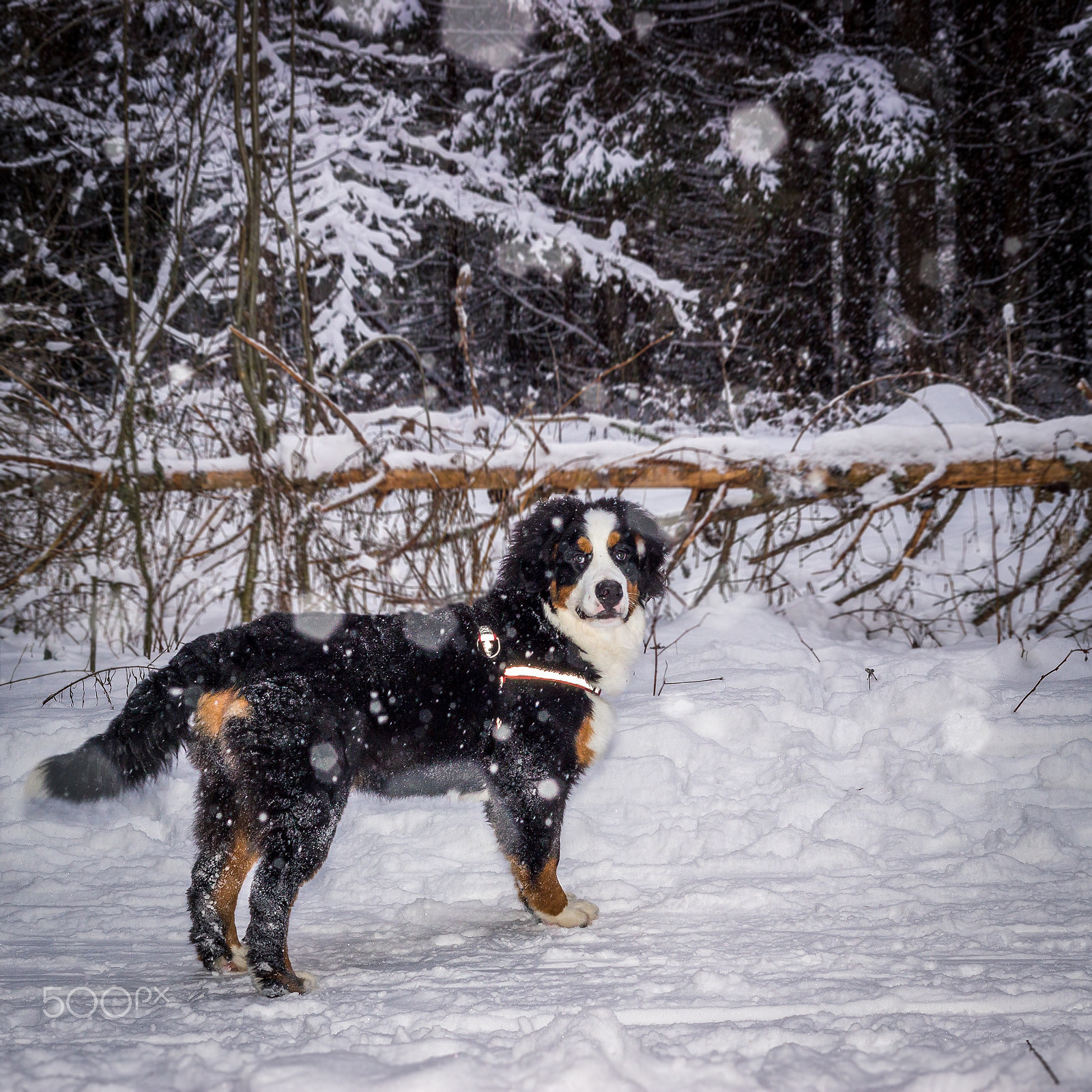 Canon EOS 600D (Rebel EOS T3i / EOS Kiss X5) + Canon EF 50mm F1.8 II sample photo. Mountain dog photography