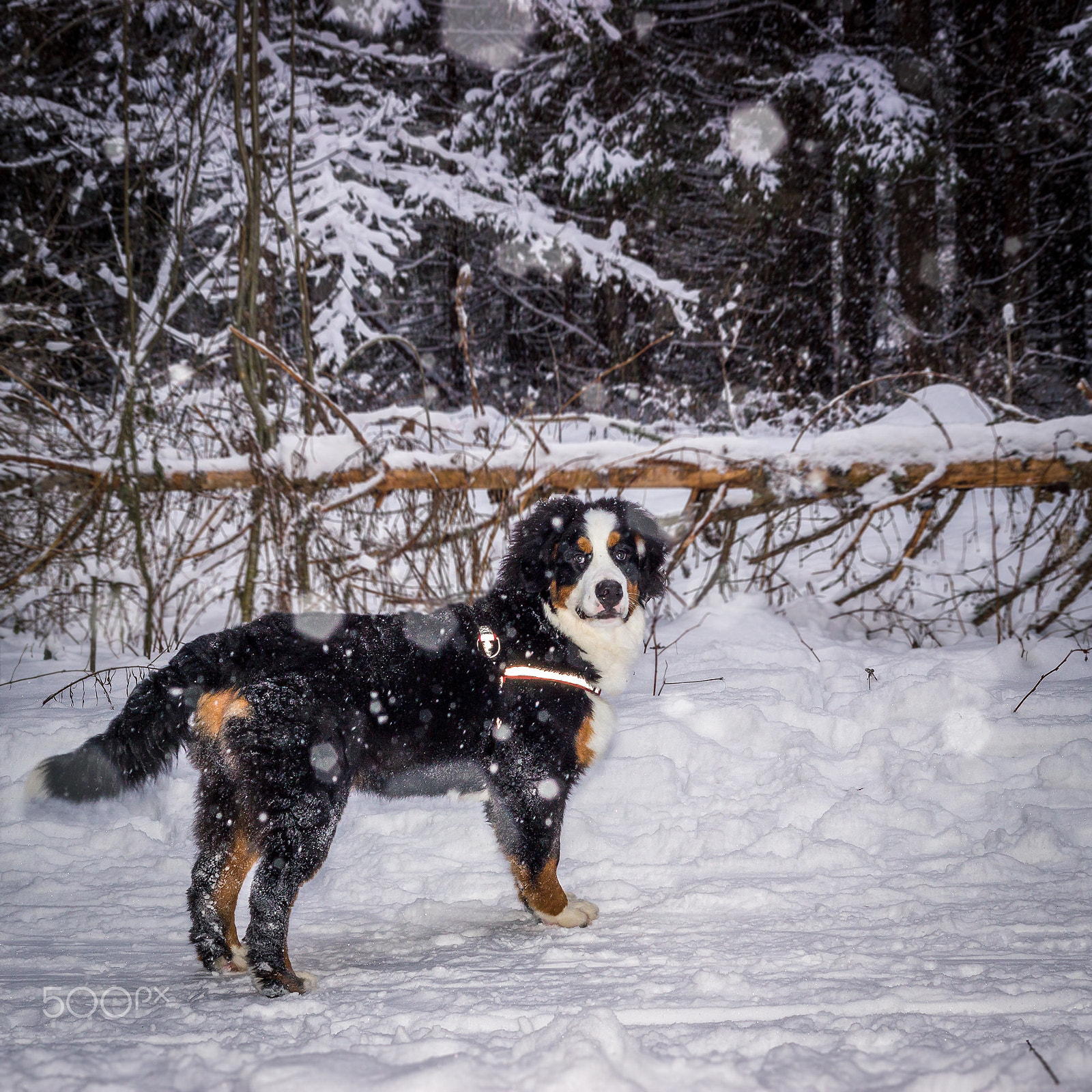 Canon EOS 600D (Rebel EOS T3i / EOS Kiss X5) + Canon EF 50mm F1.8 II sample photo. Mountain dog photography