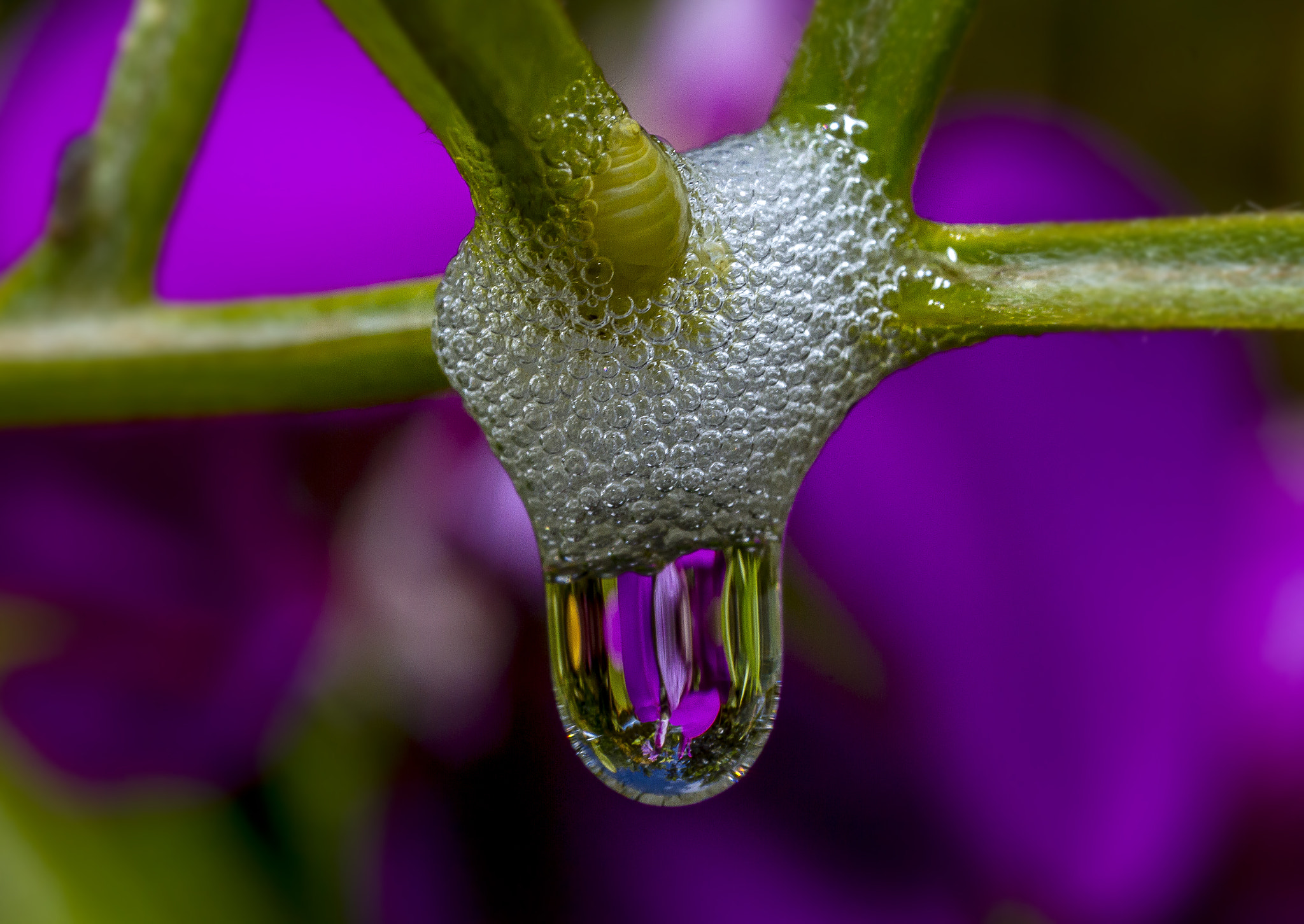 Canon MP-E 65mm F2.5 1-5x Macro Photo sample photo. Spittle bug photography