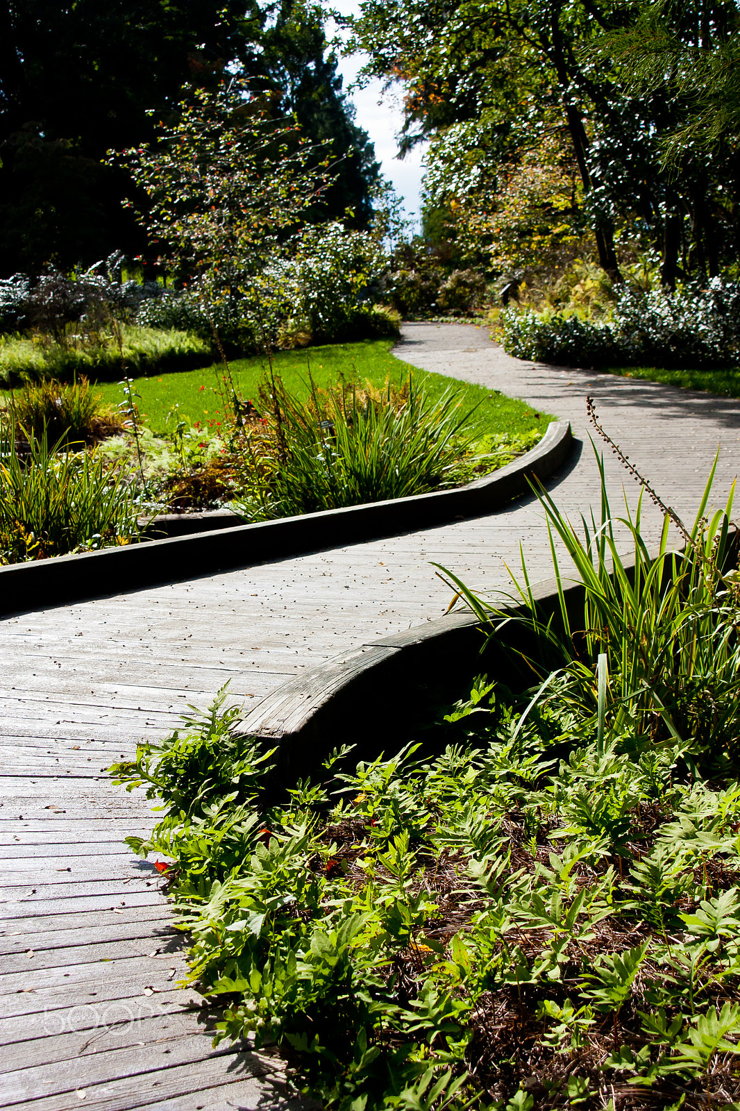 Canon EOS 450D (EOS Rebel XSi / EOS Kiss X2) sample photo. Wood plank path photography