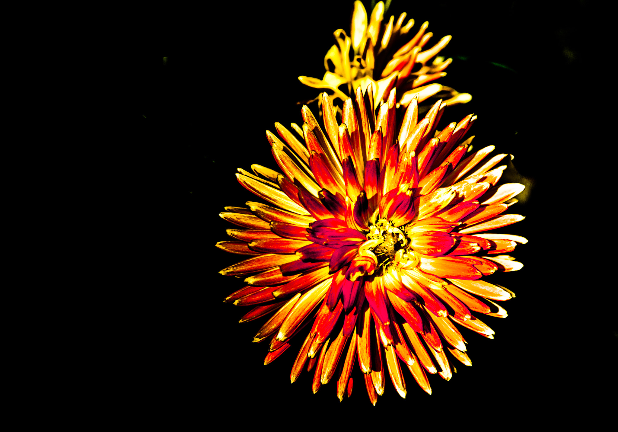 Sigma 24-70mm F2.8 EX DG Macro sample photo. Dahlia photography
