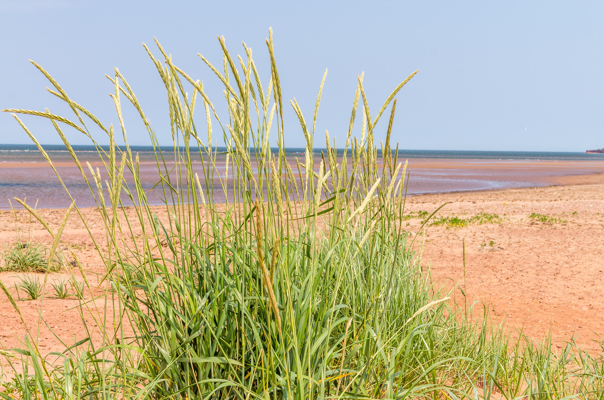 Pentax K-5 sample photo. île du prince Édouard photography