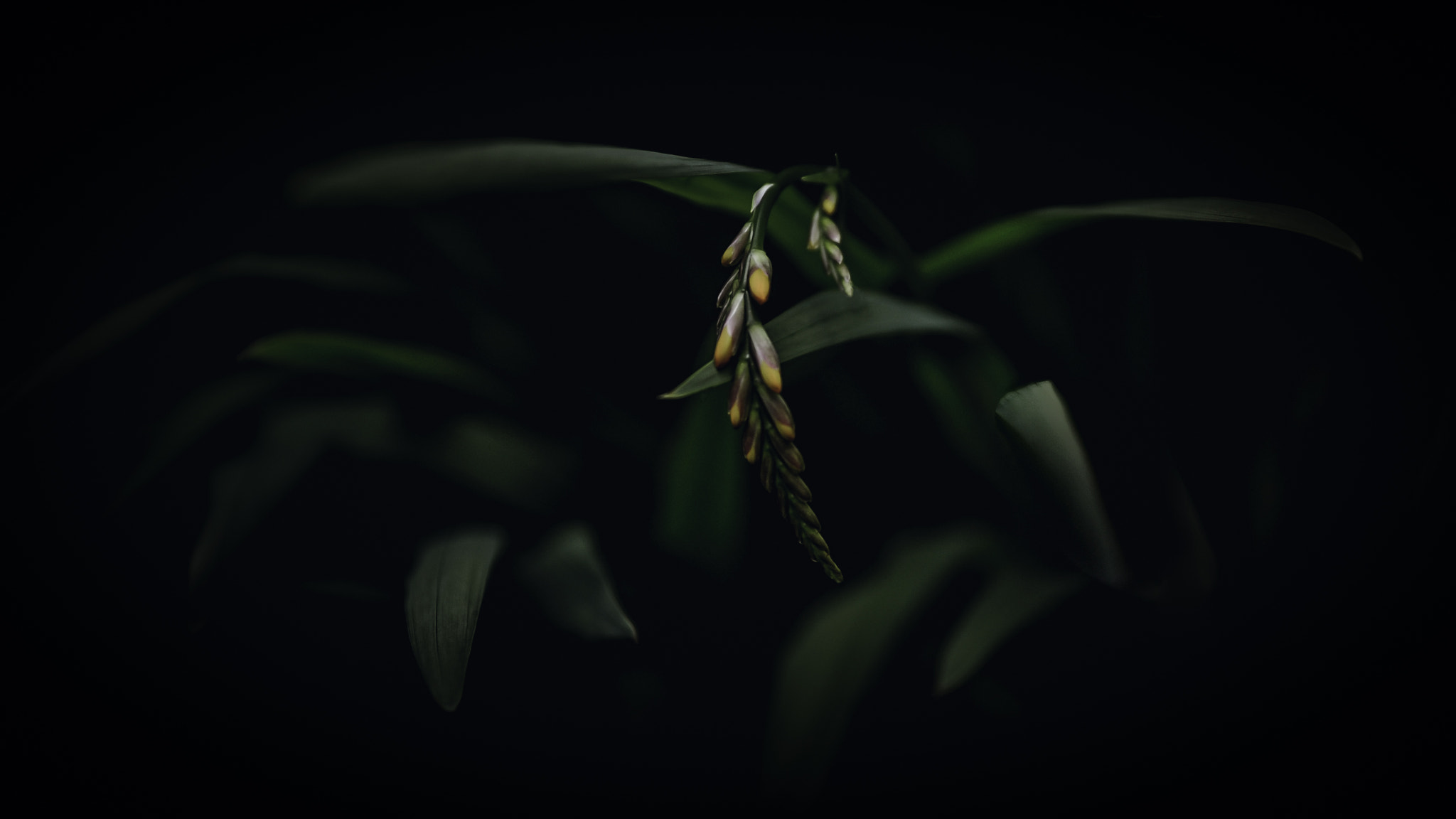Tamron SP 24-70mm F2.8 Di VC USD sample photo. Dark green photography