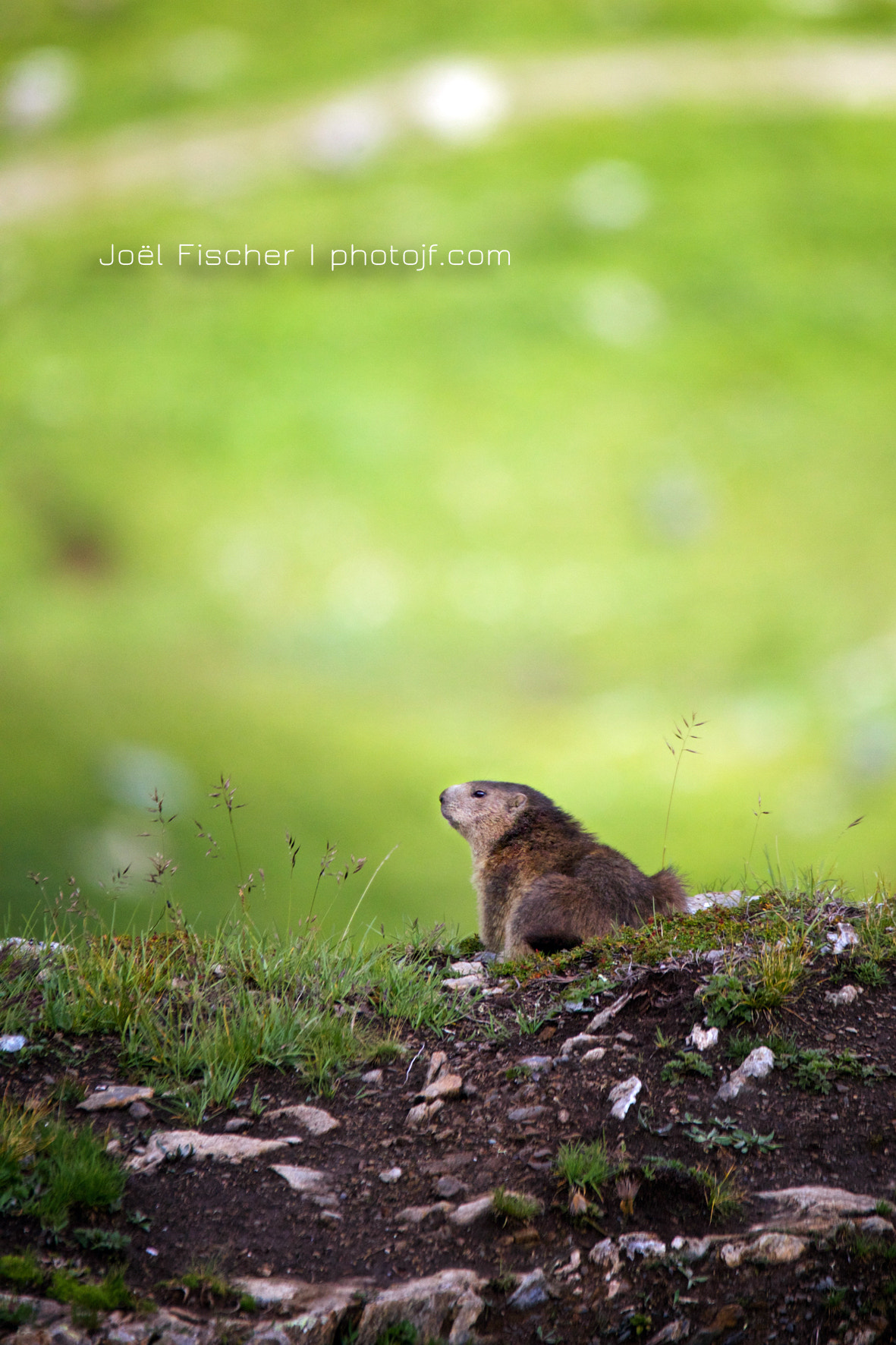 Sigma 150mm f/2.8 EX DG OS HSM APO Macro sample photo. Songes d'une marmotte photography