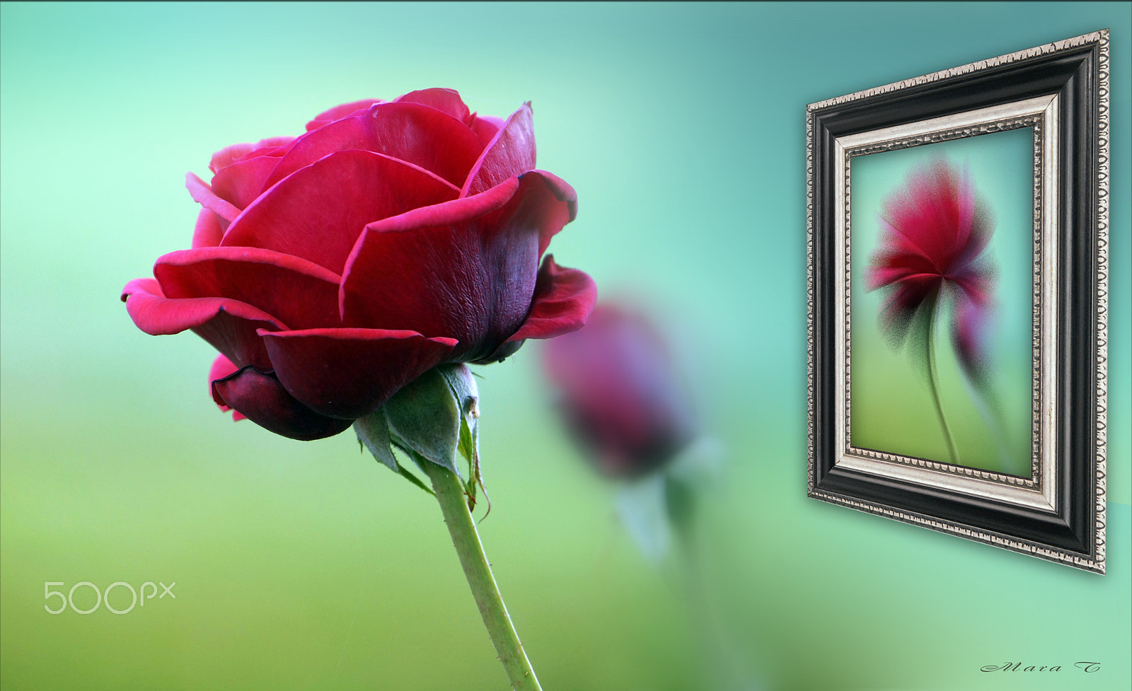 90mm F2.8 Macro G OSS sample photo. Picture of a rose photography