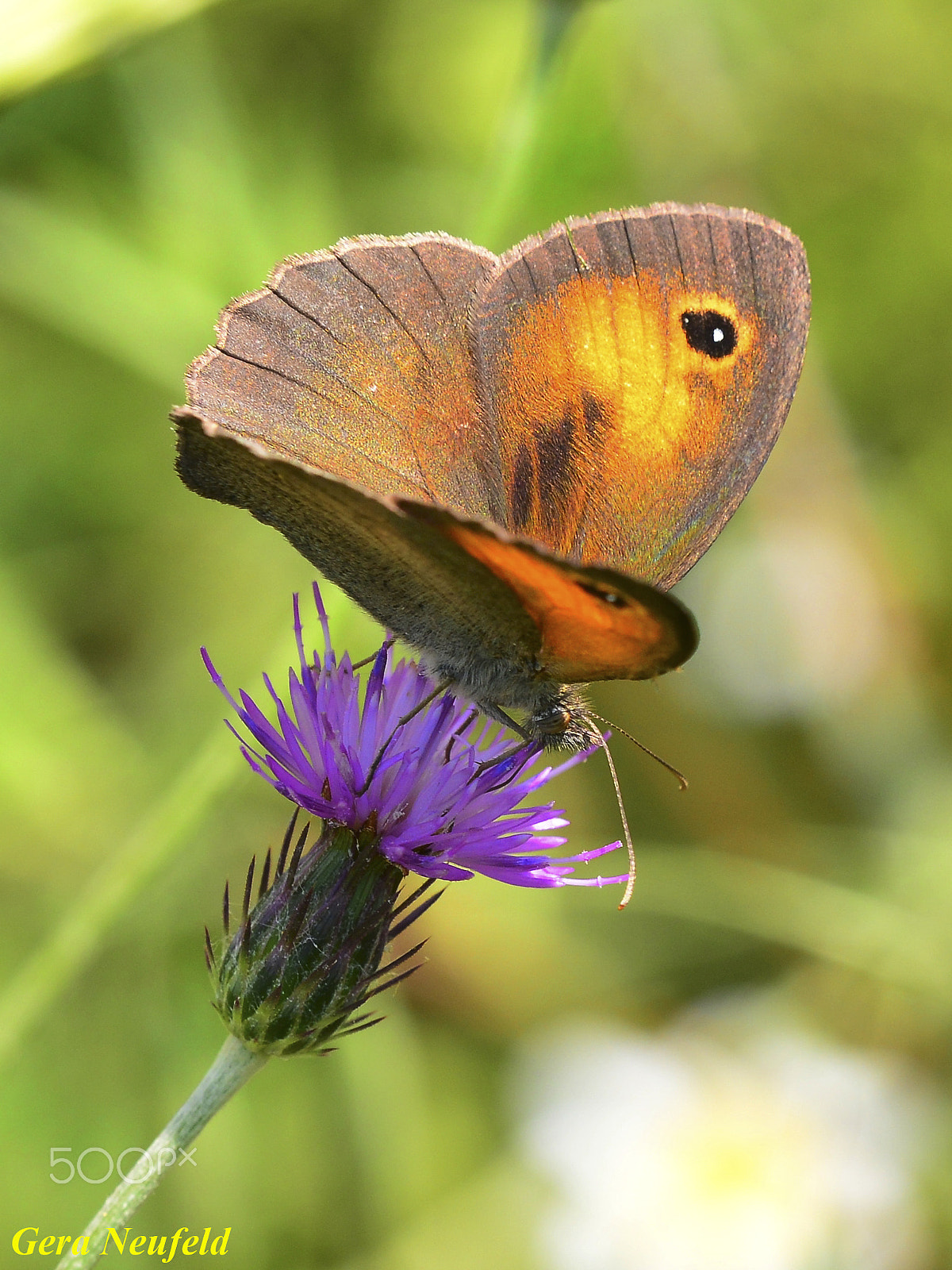 Sigma 150mm F2.8 EX DG OS Macro HSM sample photo. Maniola telmessia butterfly on a flower photography