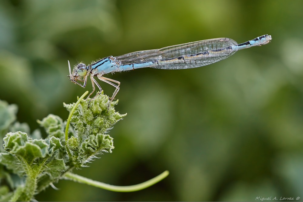 Sony ILCA-77M2 sample photo. Coenagrion caerulescens photography