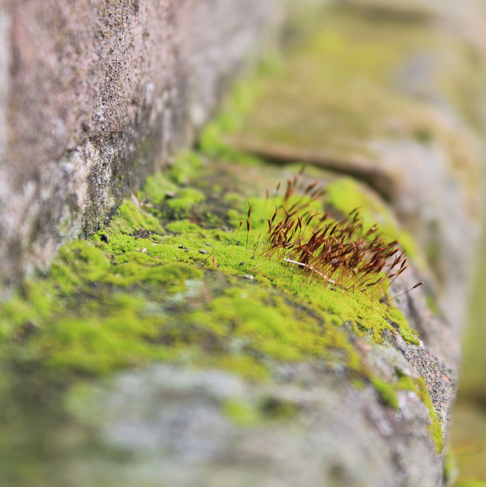 Canon EF-S 18-55mm F3.5-5.6 IS II sample photo. Sprouting moss photography