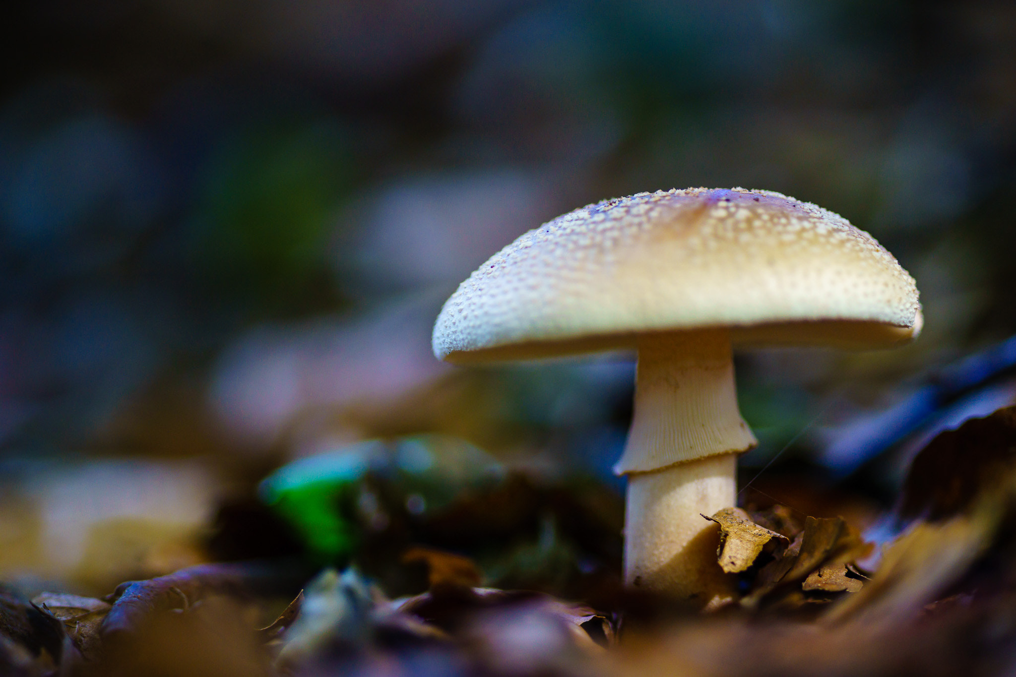 Sony a7 + Minolta AF 100mm F2.8 Macro [New] sample photo. Mushroom on the forest ground photography