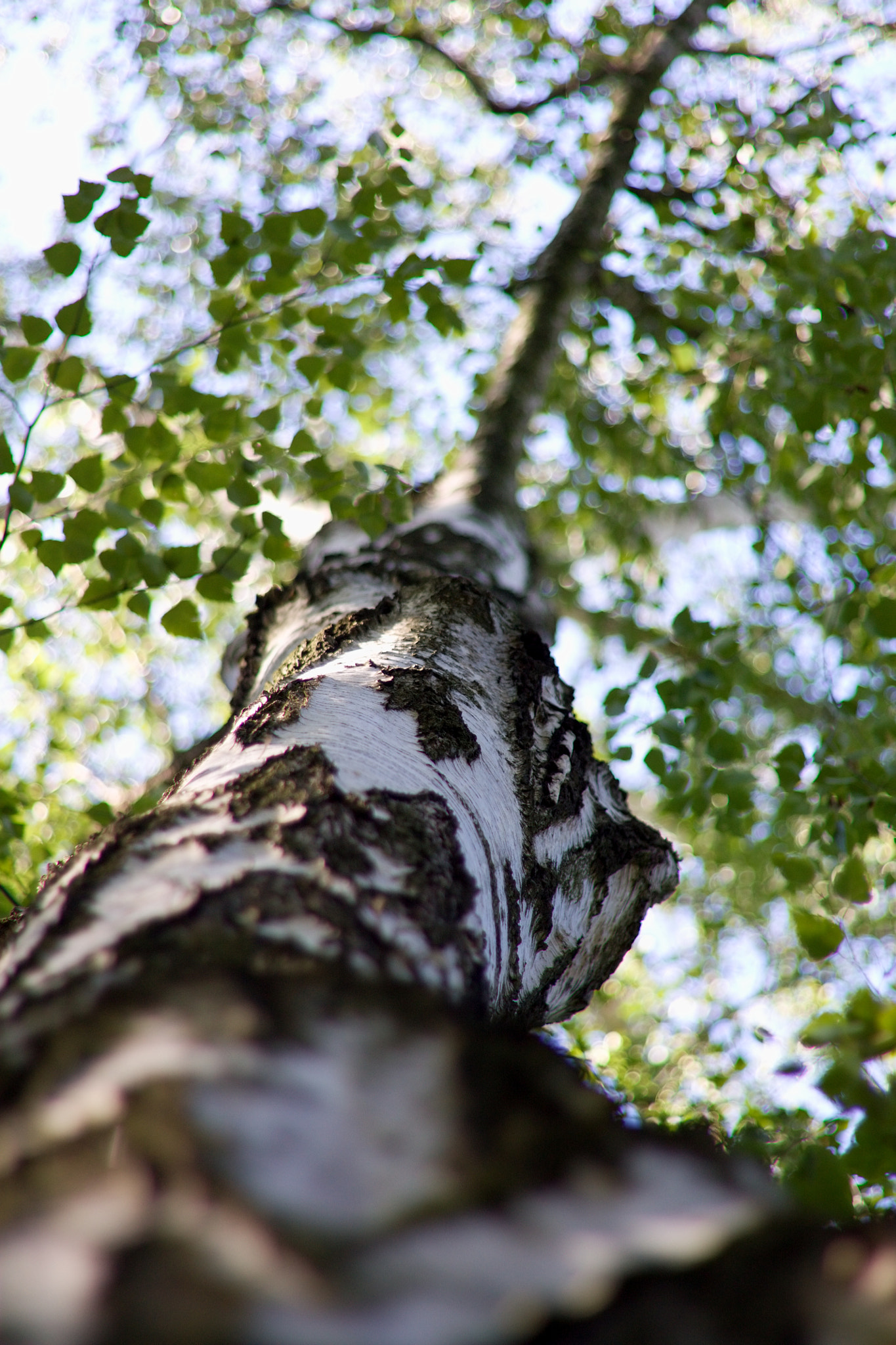 Canon EOS 450D (EOS Rebel XSi / EOS Kiss X2) + Canon EF 50mm F1.8 II sample photo. Birch tree photography