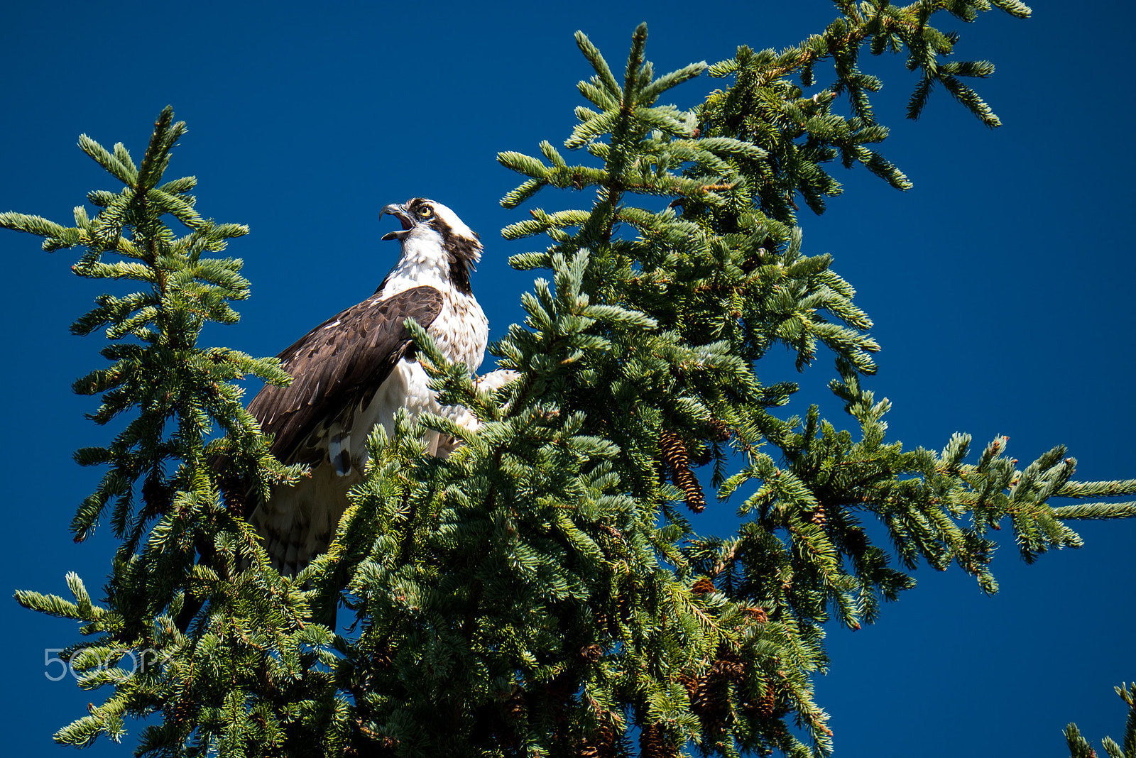 Panasonic Lumix DMC-GX85 (Lumix DMC-GX80 / Lumix DMC-GX7 Mark II) sample photo. Osprey photography