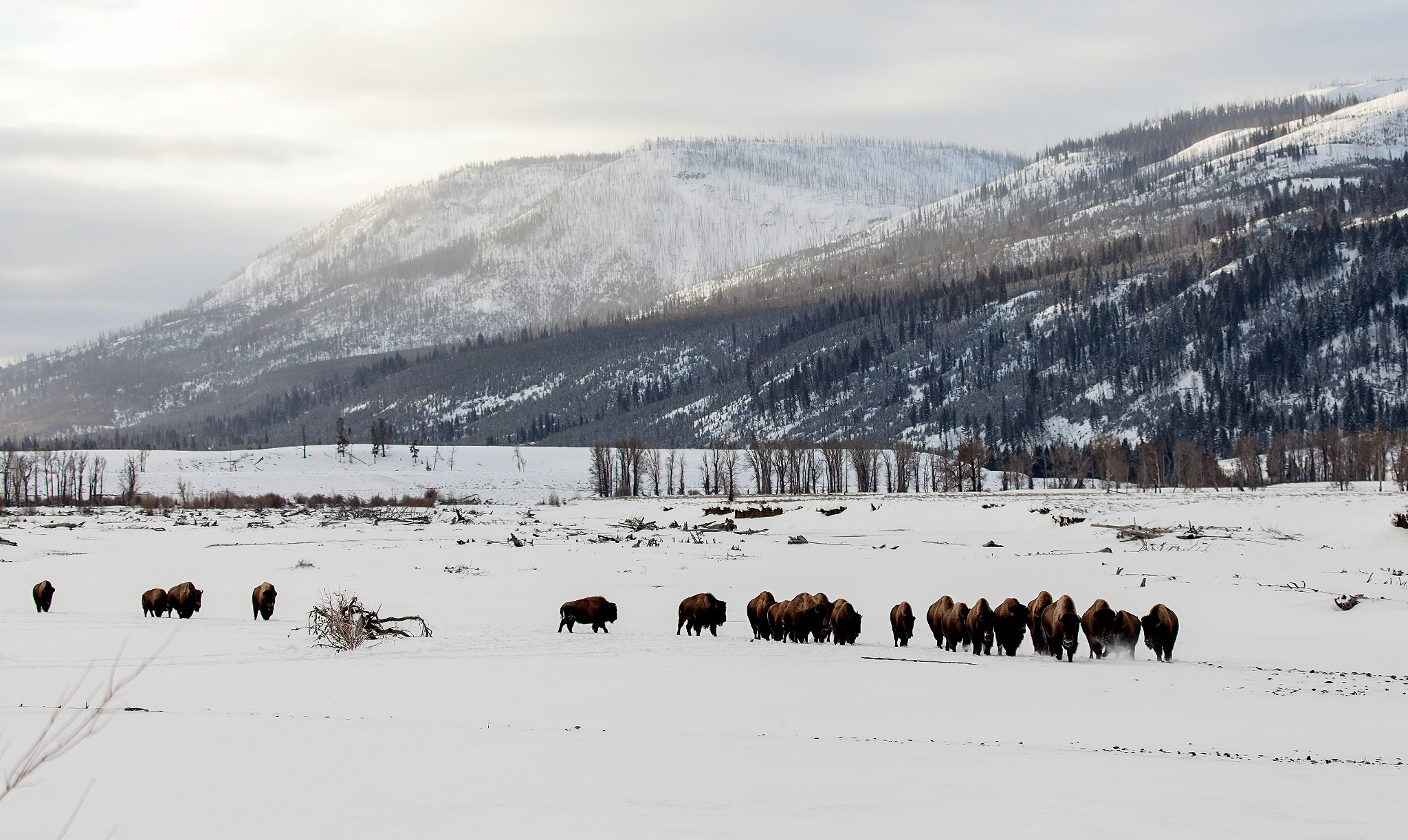 Canon EOS 5D Mark II + Canon EF 100-400mm F4.5-5.6L IS USM sample photo. Buffalo in the snow photography