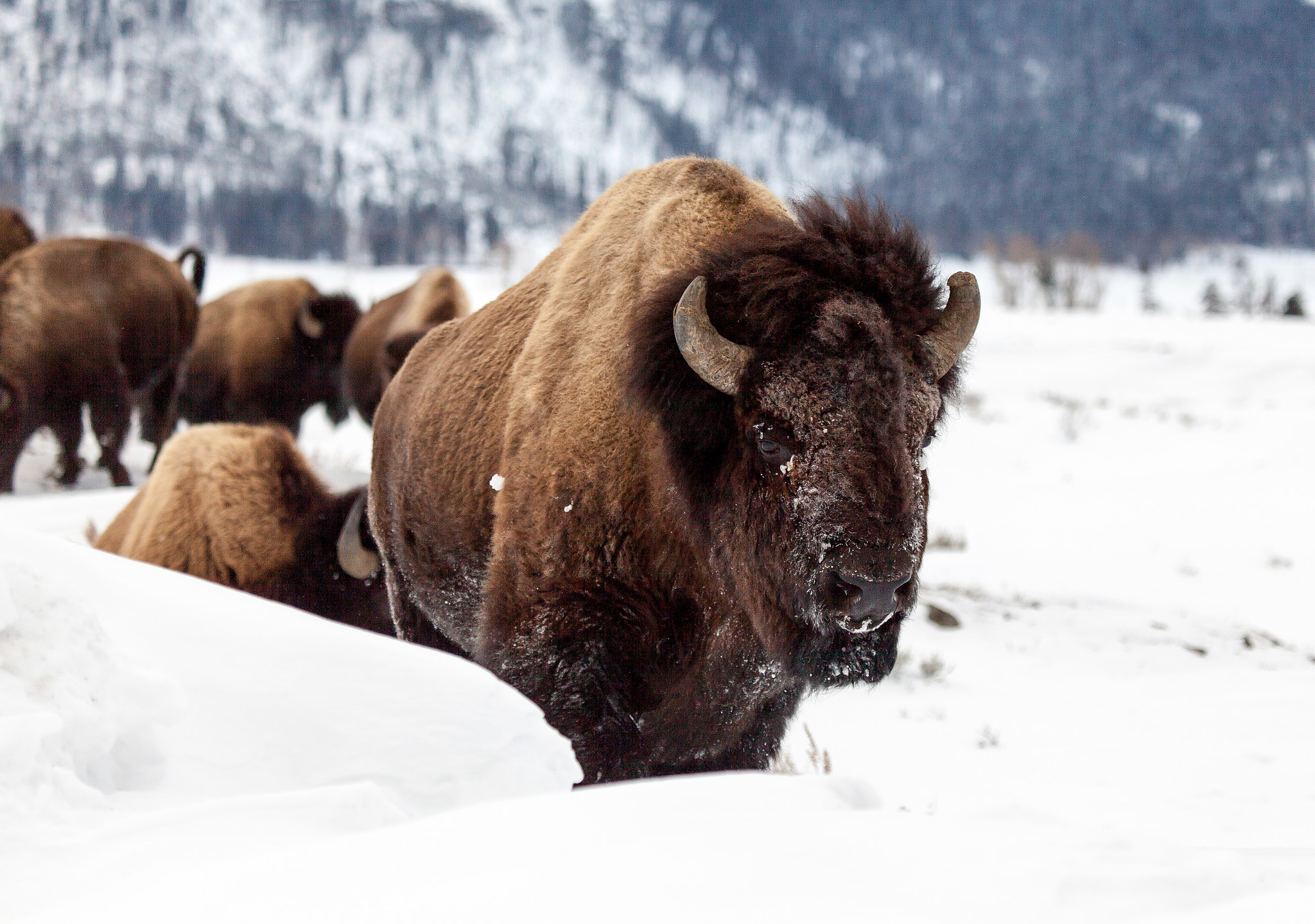 Canon EOS 5D Mark II + Canon EF 100-400mm F4.5-5.6L IS USM sample photo. Buffalo wading through snow photography