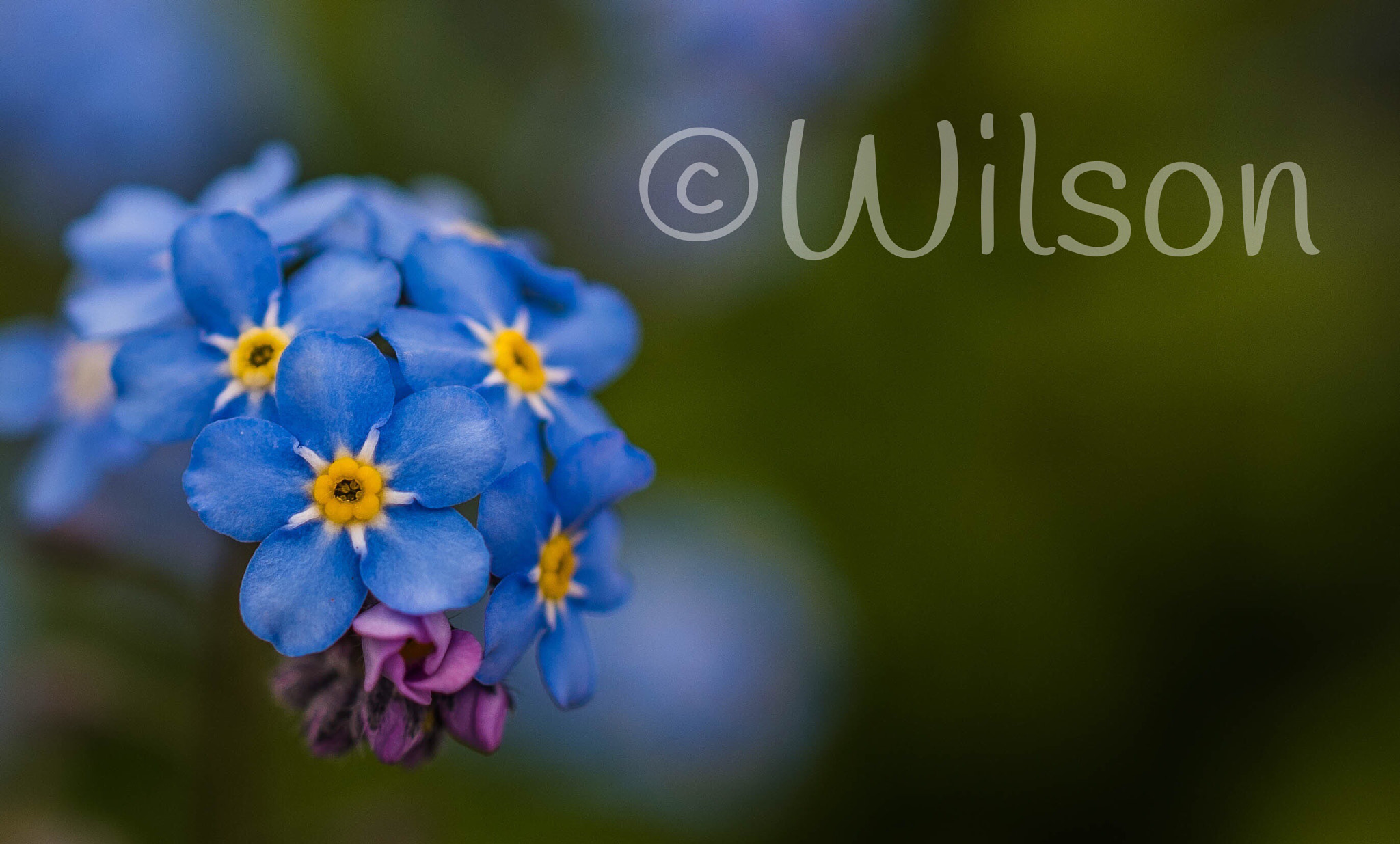 Nikon AF-S DX Micro Nikkor 40mm F2.8 sample photo. In memory of my dad forget me not photography