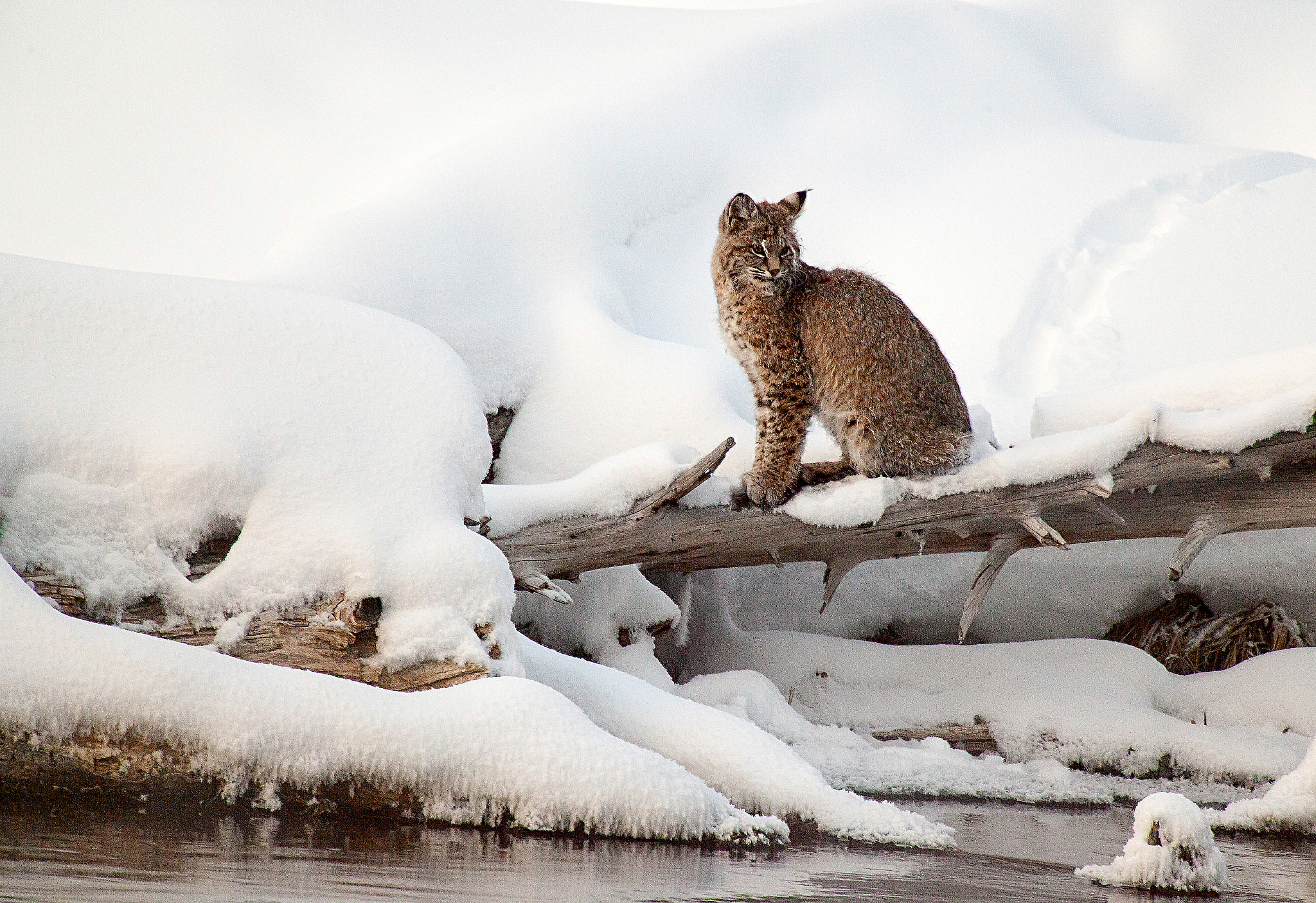Canon EF 100-400mm F4.5-5.6L IS USM sample photo. Bobcat photography