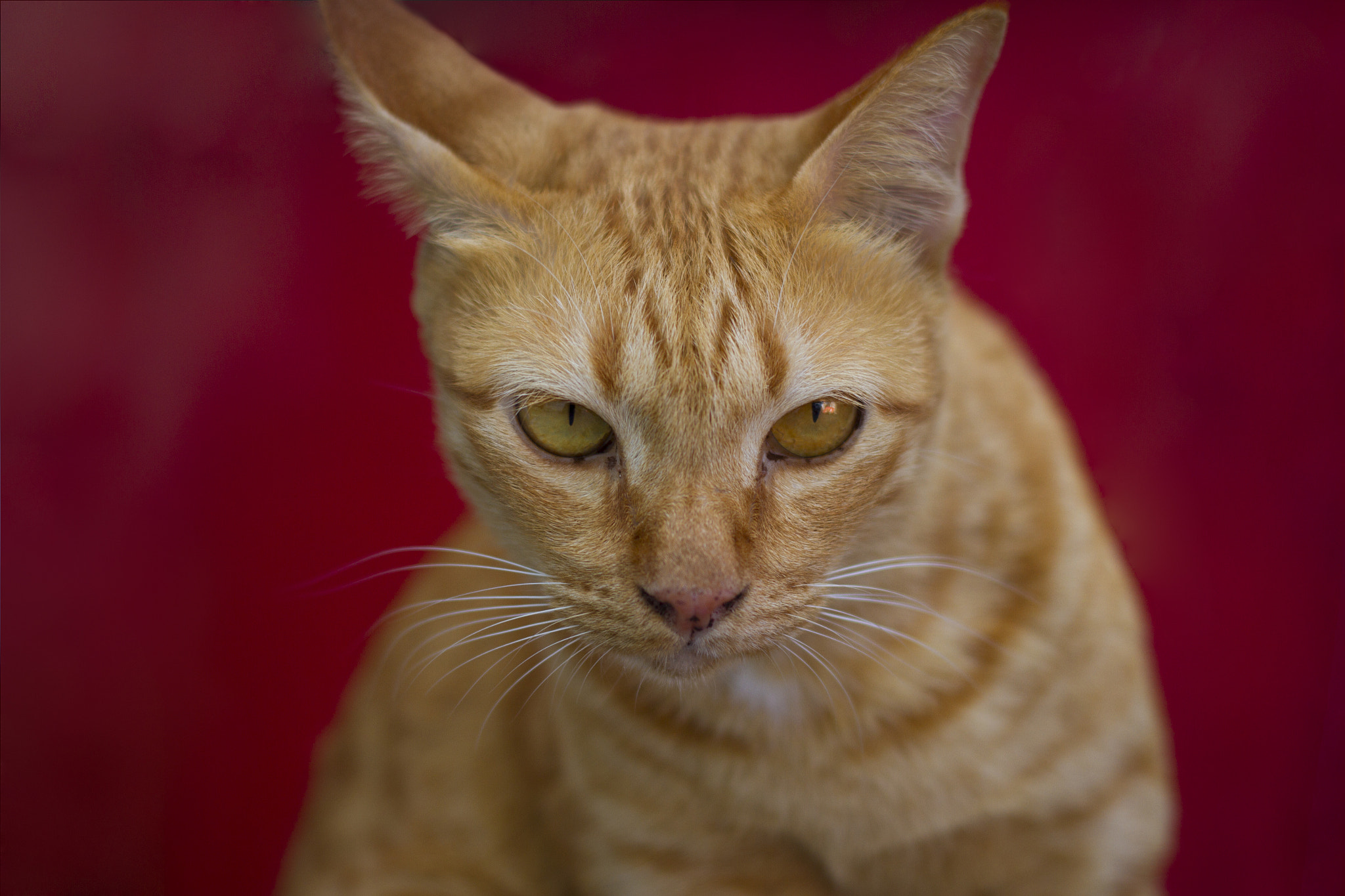 Canon EOS 7D + Canon EF 50mm F1.8 II sample photo. Pawtrait! photography