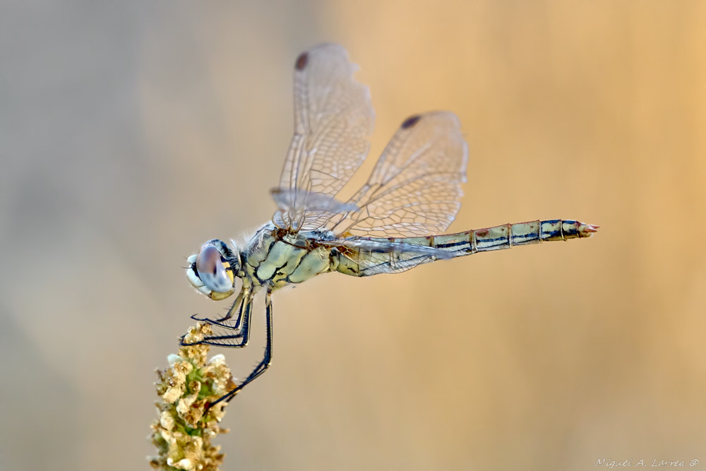 Sony ILCA-77M2 sample photo. Sympetrum fonscolombii photography