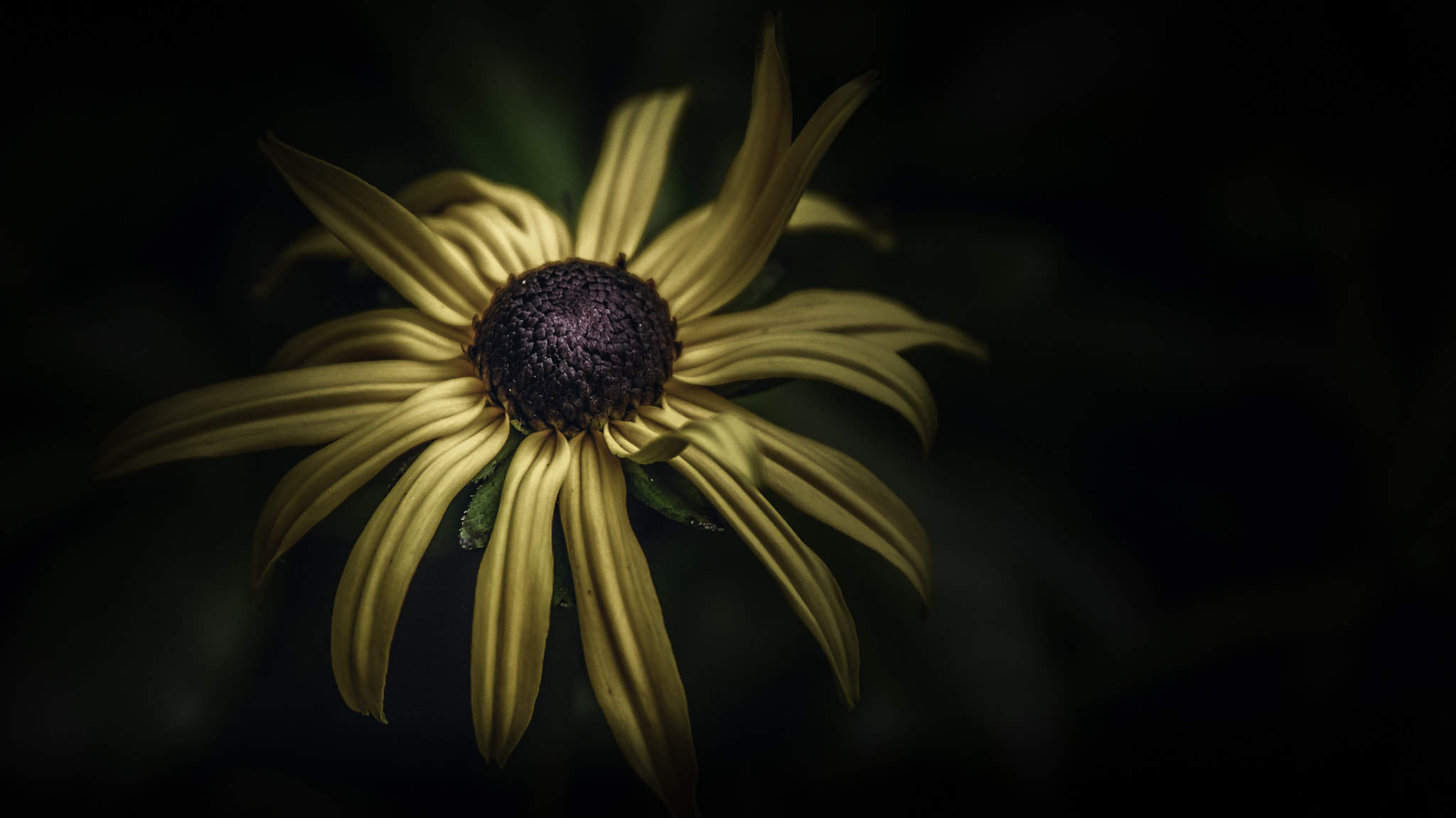 Tamron SP 24-70mm F2.8 Di VC USD sample photo. Yellow coneflower photography