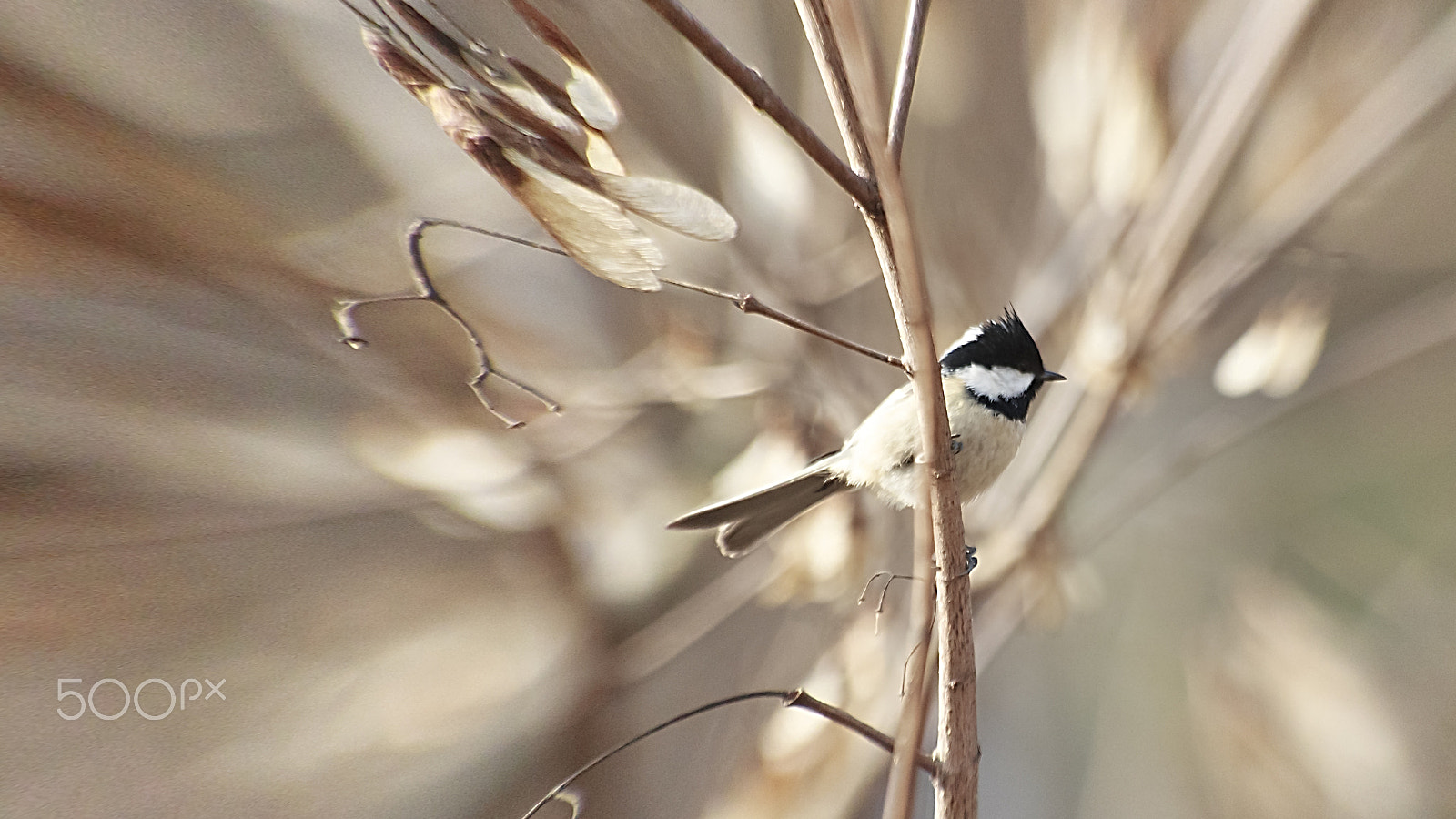 Sigma 70-300mm F4-5.6 APO DG Macro sample photo. Great tit photography
