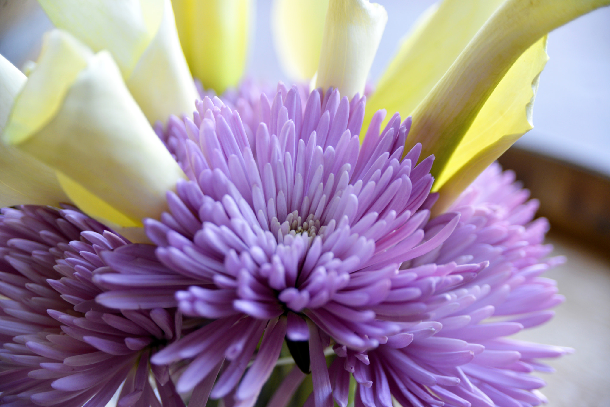 AF Zoom-Nikkor 28-105mm f/3.5-4.5D IF sample photo. Flower setting detail photography
