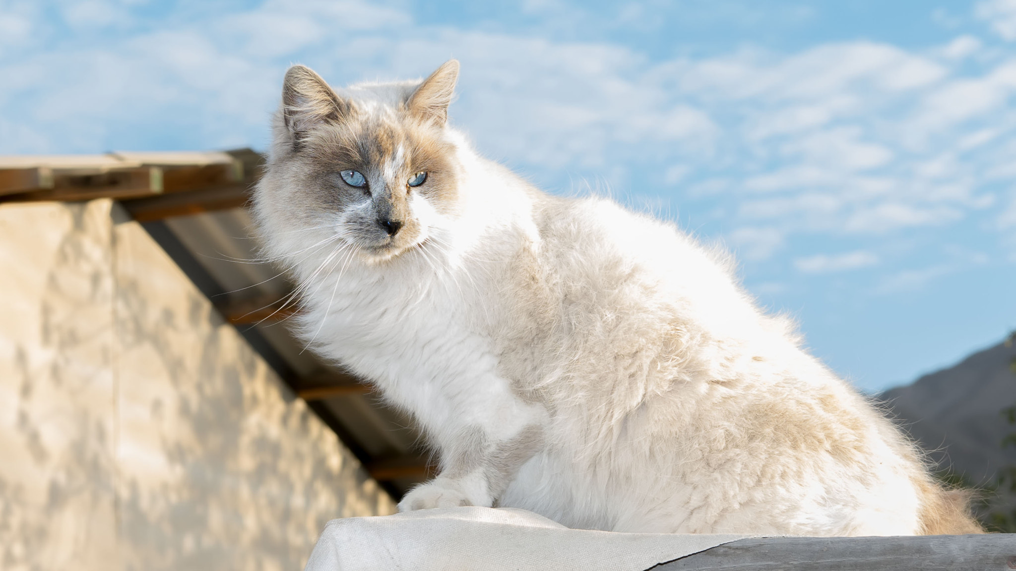 Pentax K-3 II sample photo. A cat from neighborhood photography