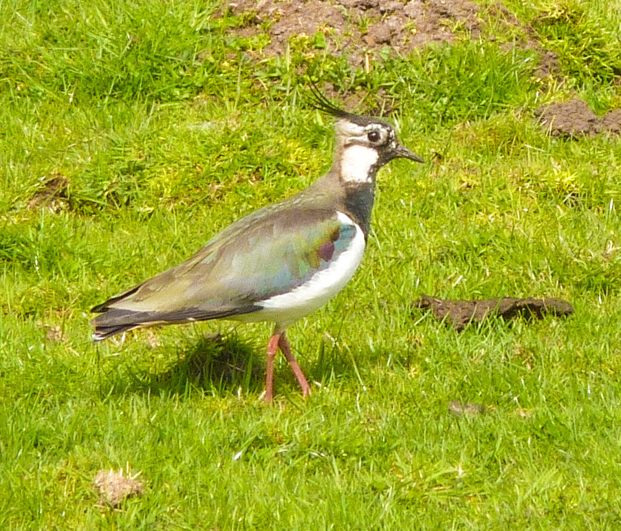 Panasonic DMC-TZ65 sample photo. Lapwing photography