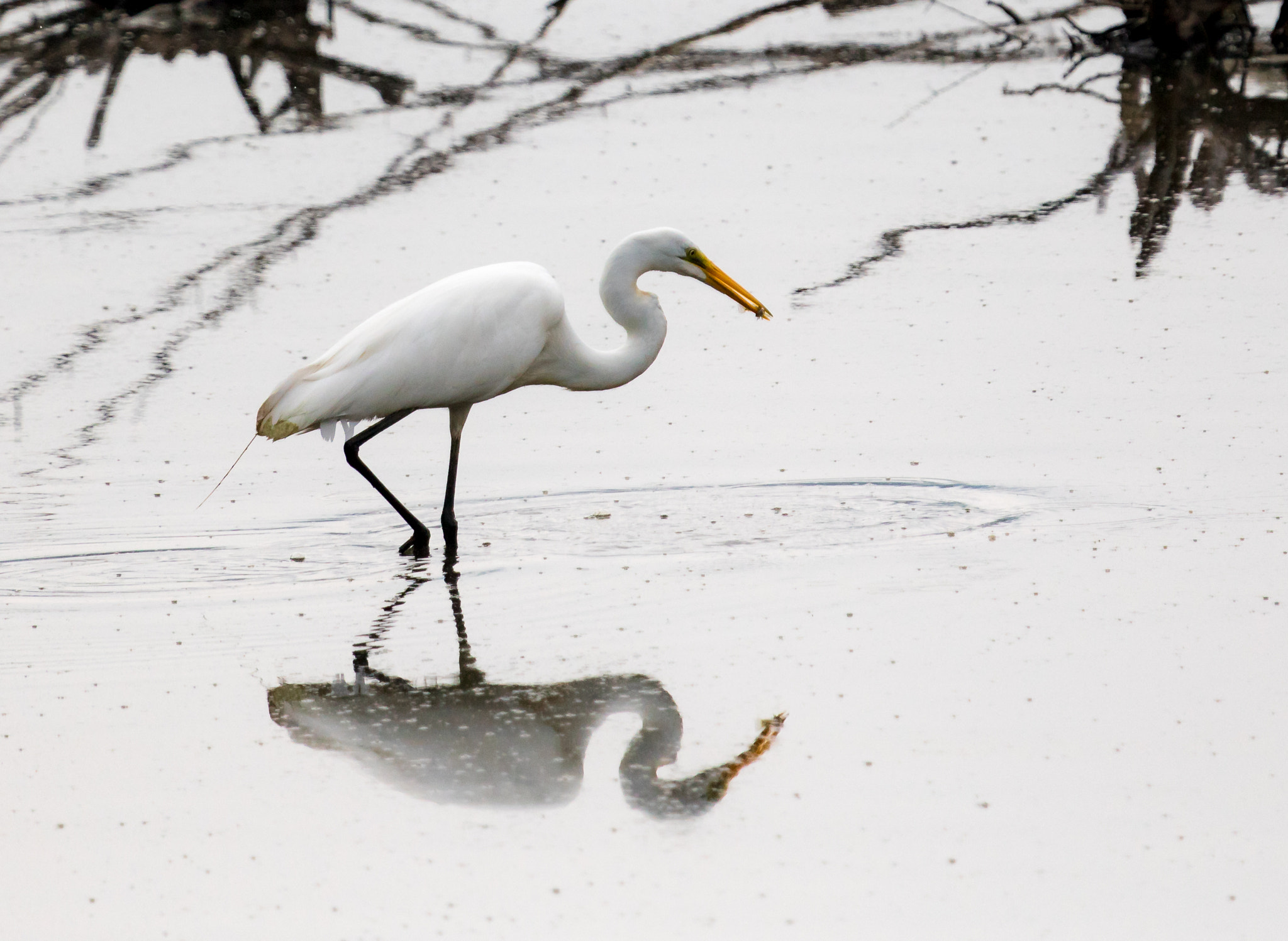 Canon EF 100-400mm F4.5-5.6L IS USM sample photo. On the hunt photography