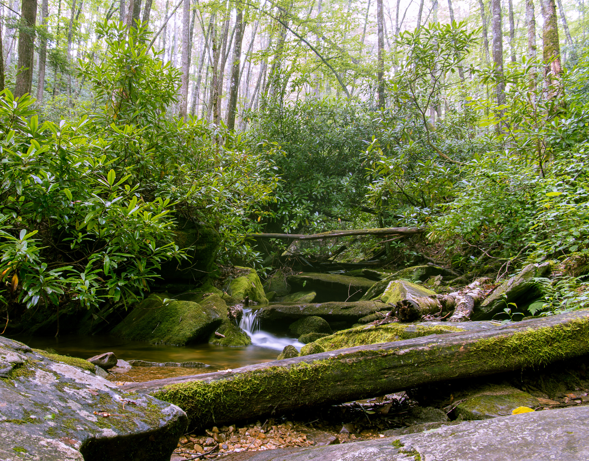 Pentax smc DA* 16-50mm F2.8 ED AL (IF) SDM sample photo. River in a forest photography