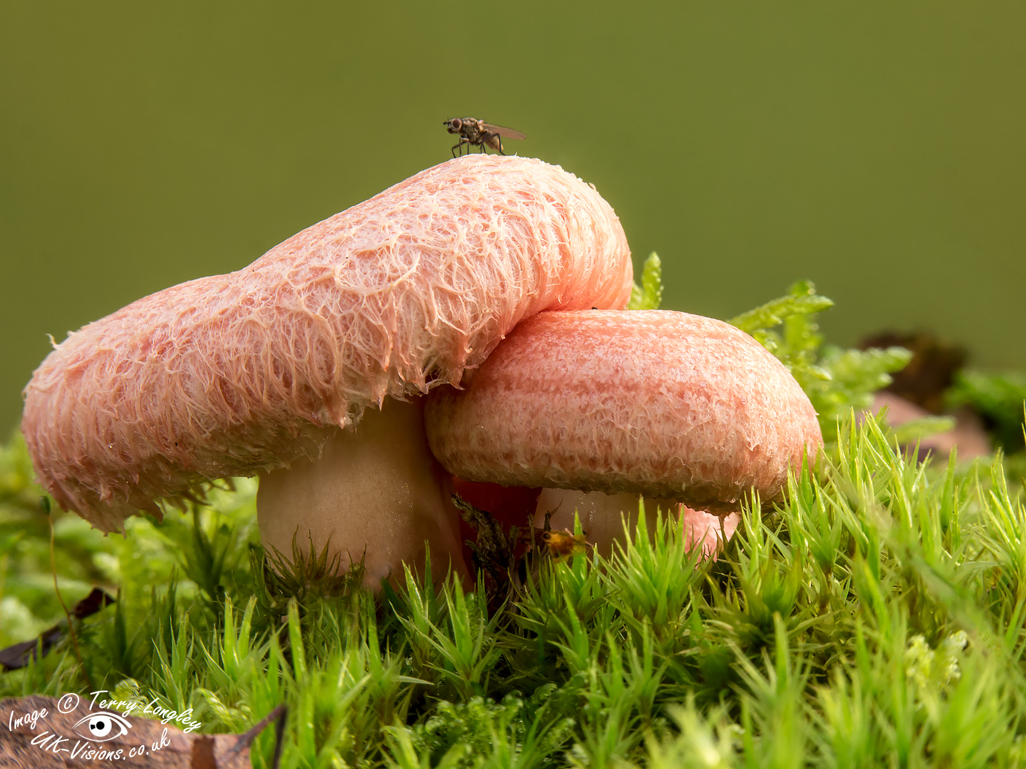 Panasonic Lumix G X Vario 35-100mm F2.8 OIS sample photo. Woolly milkcap & fly photography