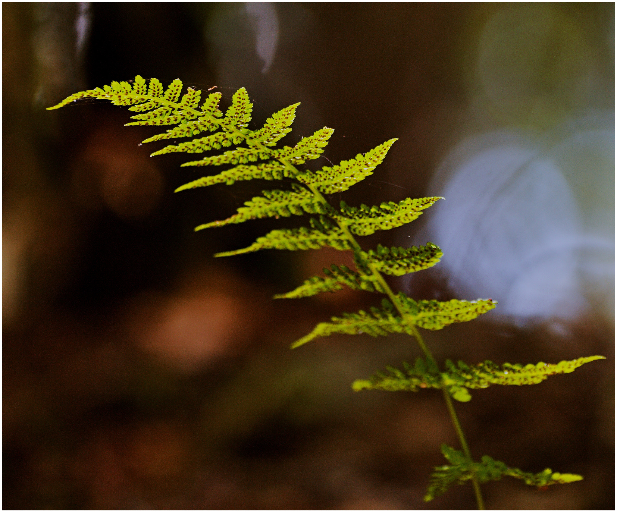 70.00 - 300.00 mm f/4.0 - 5.6 sample photo. A summer afternoon.... photography