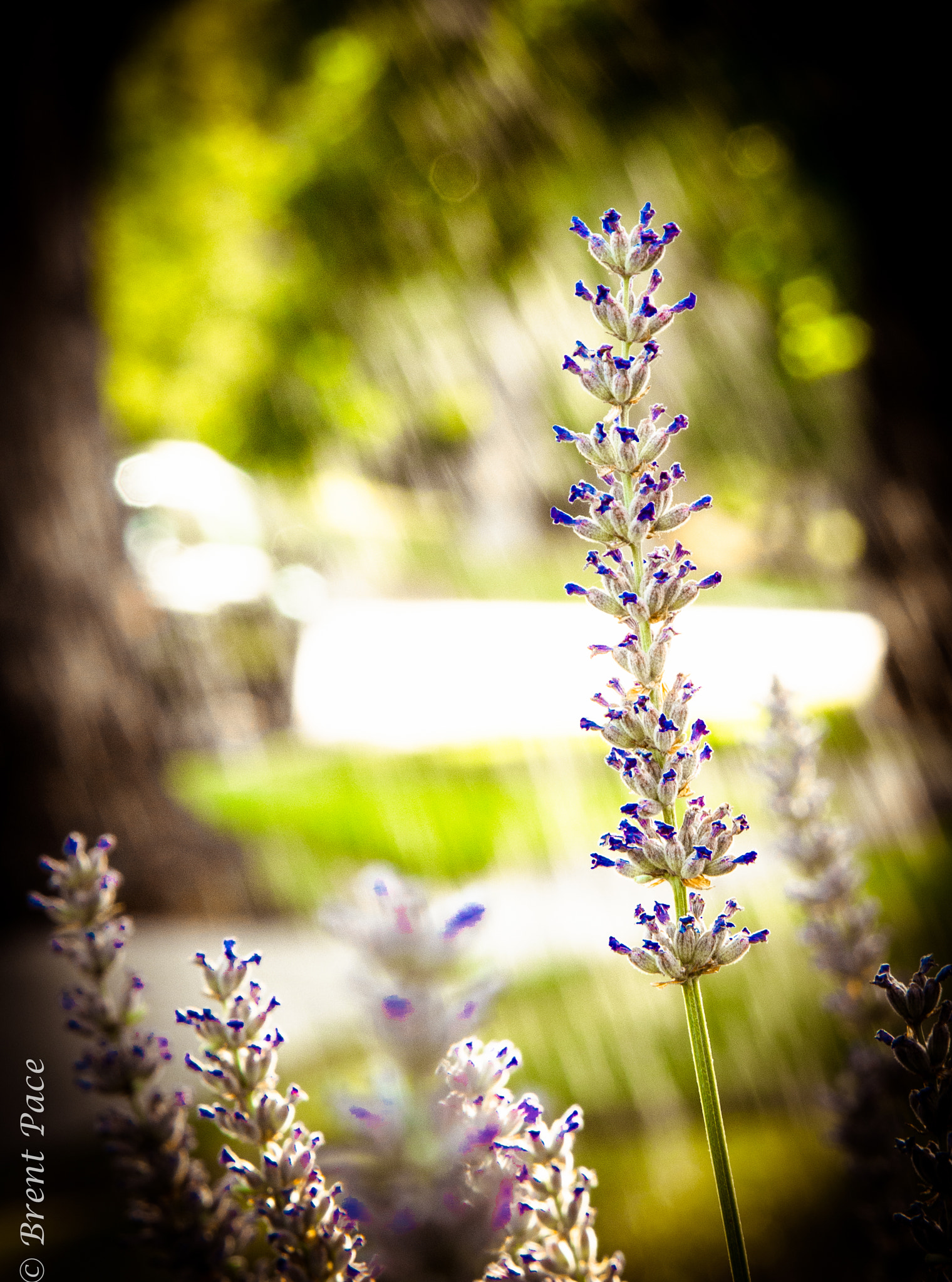 Nikon D7100 + Nikon AF-S Nikkor 24-85mm F3.5-4.5G ED VR sample photo. Front yard blooming photography