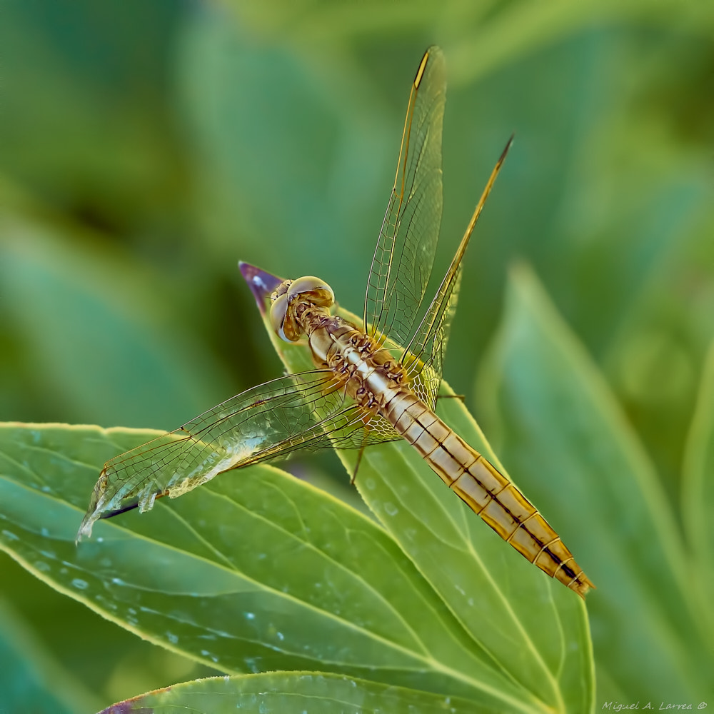 Sony ILCA-77M2 sample photo. Wing damages photography
