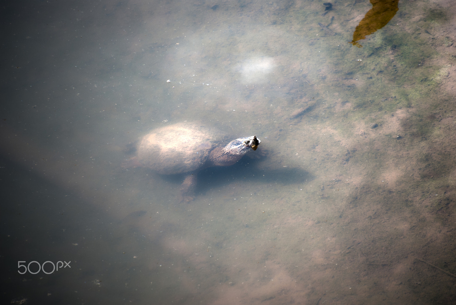 Nikon D40X sample photo. Mr turtle photography