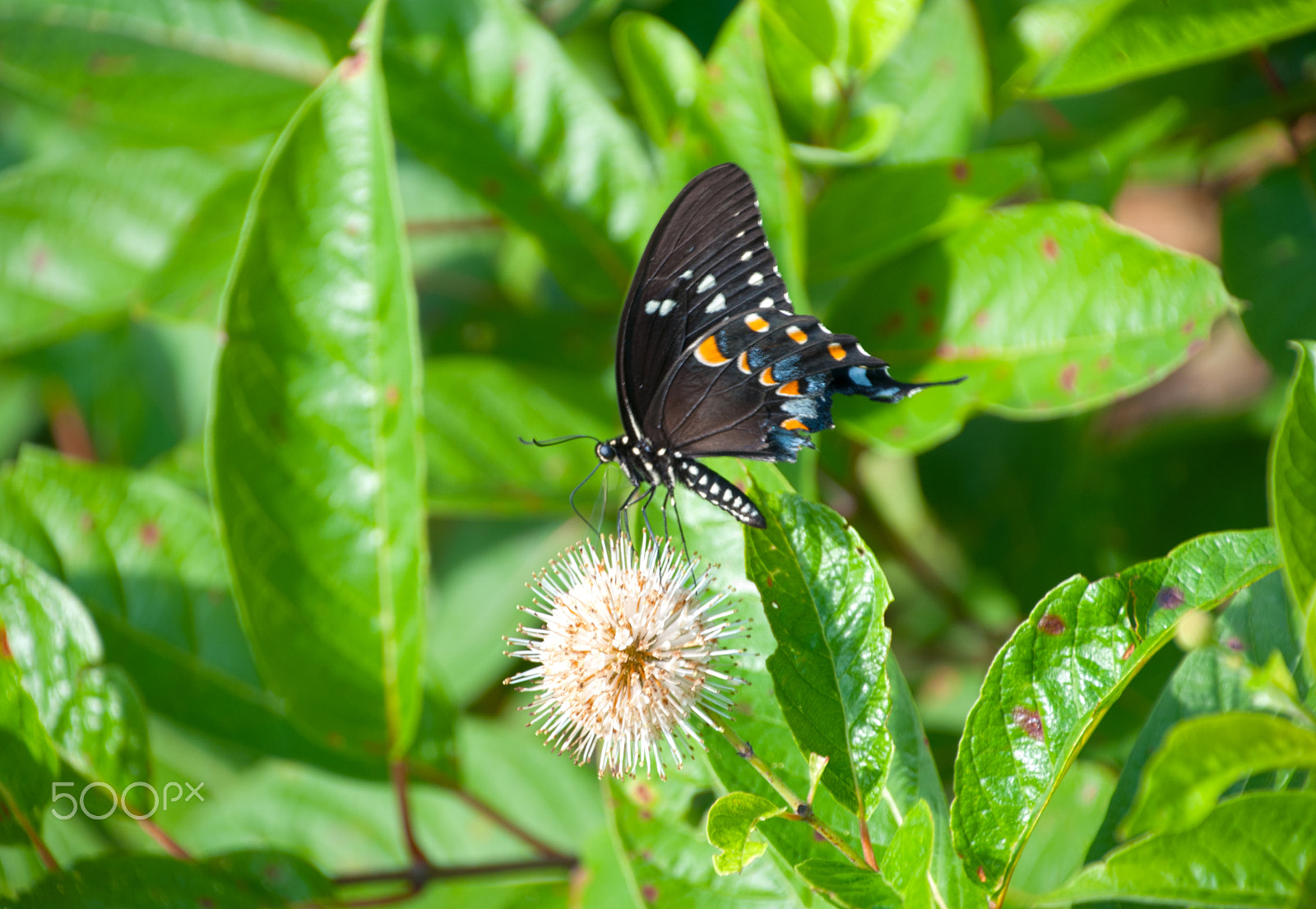 Nikon D40X sample photo. Butterfly at haynes lake photography