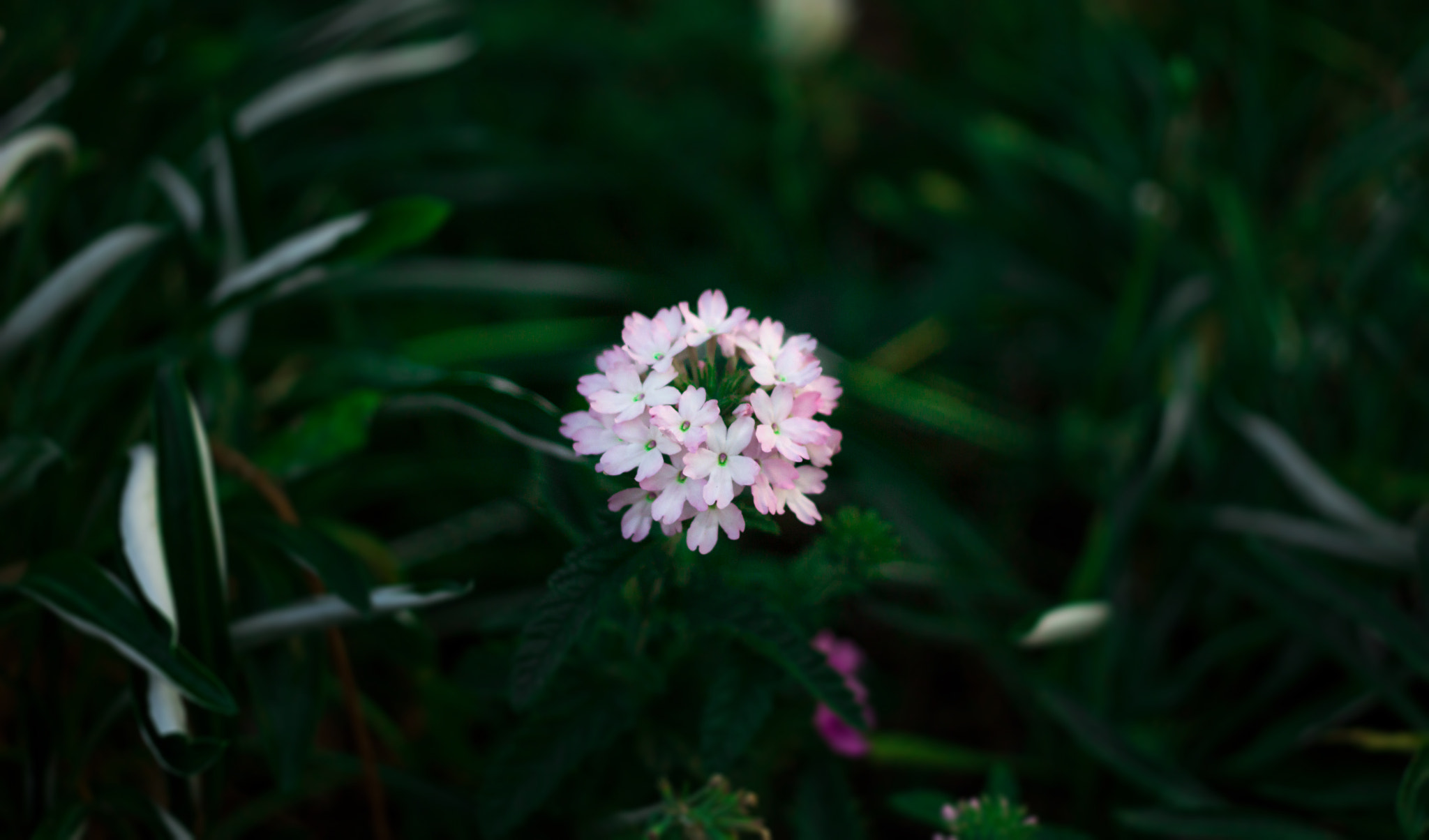 Canon EF 35-80mm f/4-5.6 sample photo. Flower photography