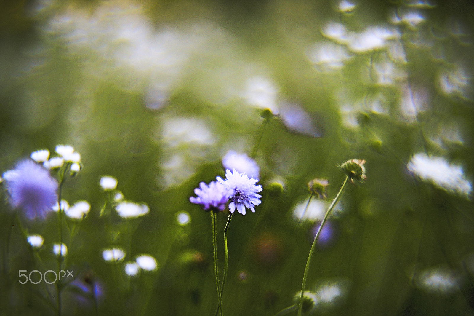 Canon EF 50mm F1.8 II sample photo. At the meadow photography