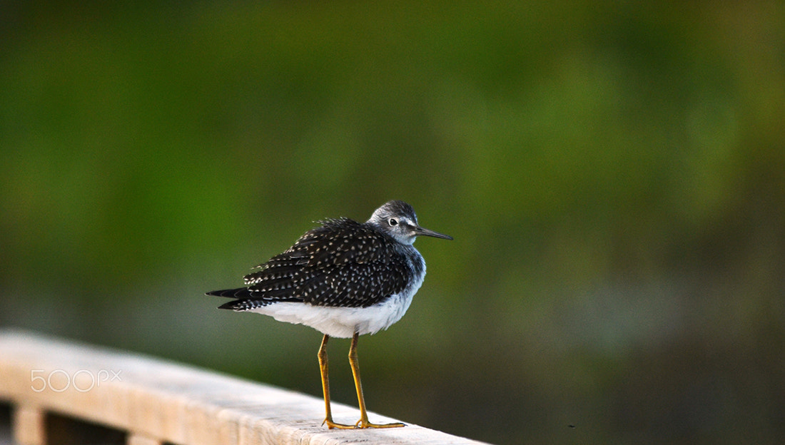 Sigma 150-500mm F5-6.3 DG OS HSM sample photo. Solitary sandpiper/chevalier solitaire photography