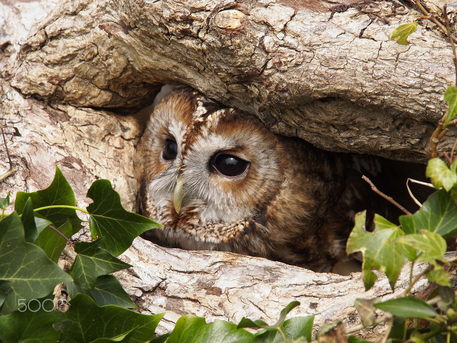 Olympus OM-D E-M5 sample photo. Birds of prey photography