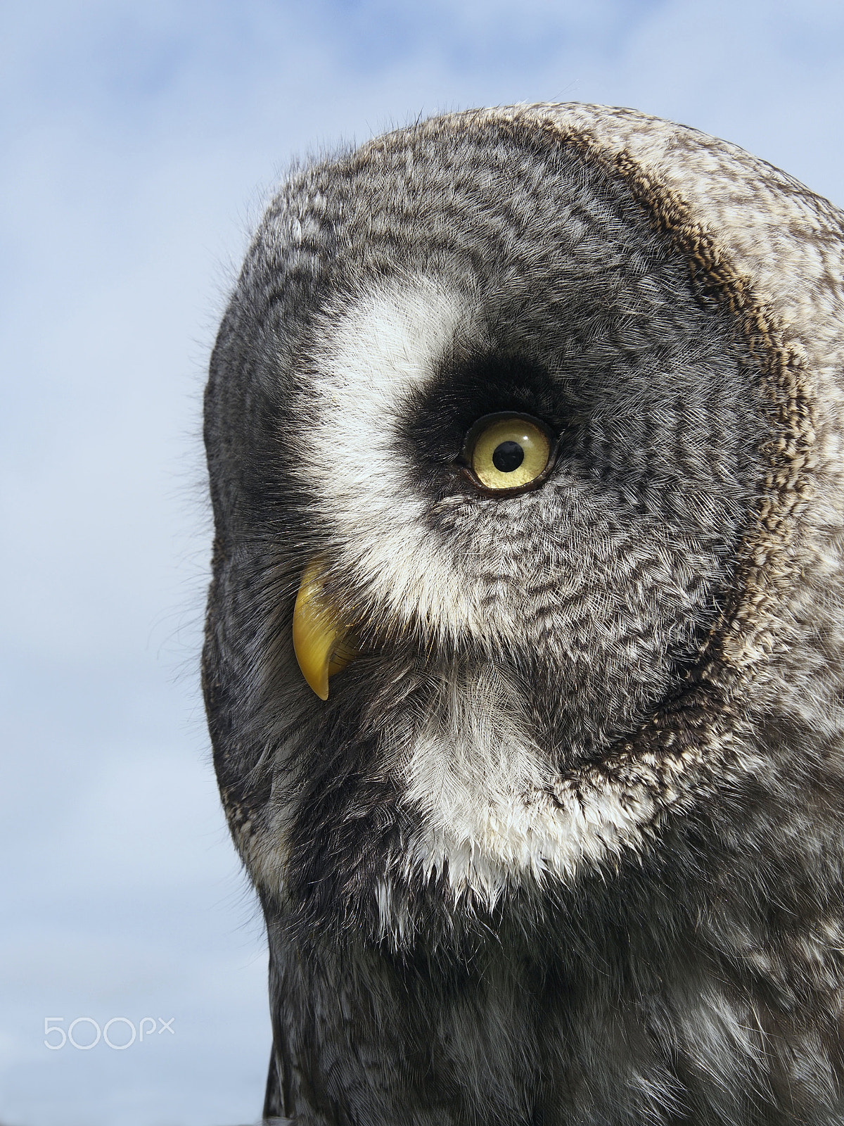 Olympus OM-D E-M5 sample photo. Tawny owl portrait close up photography