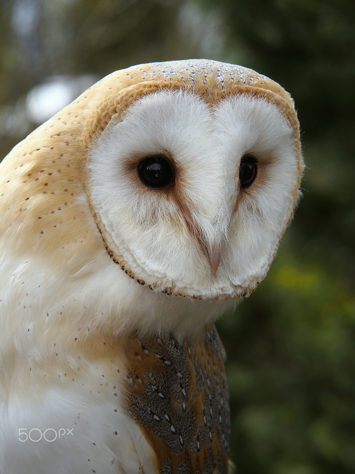 Olympus OM-D E-M5 sample photo. Barn owl portrait close up photography