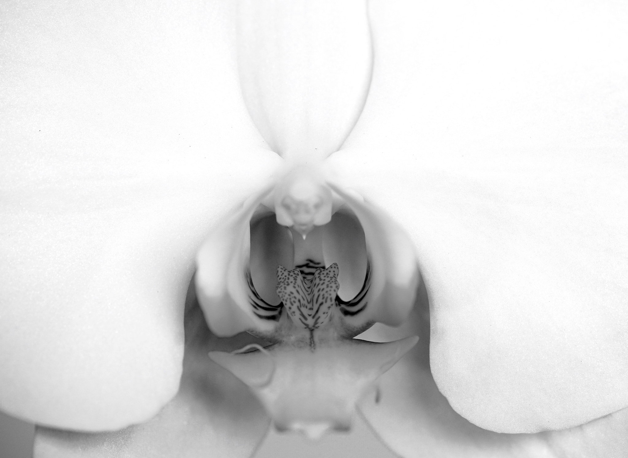 Sony a7R II + Sony FE 90mm F2.8 Macro G OSS sample photo. Black and white orchid in macro photography
