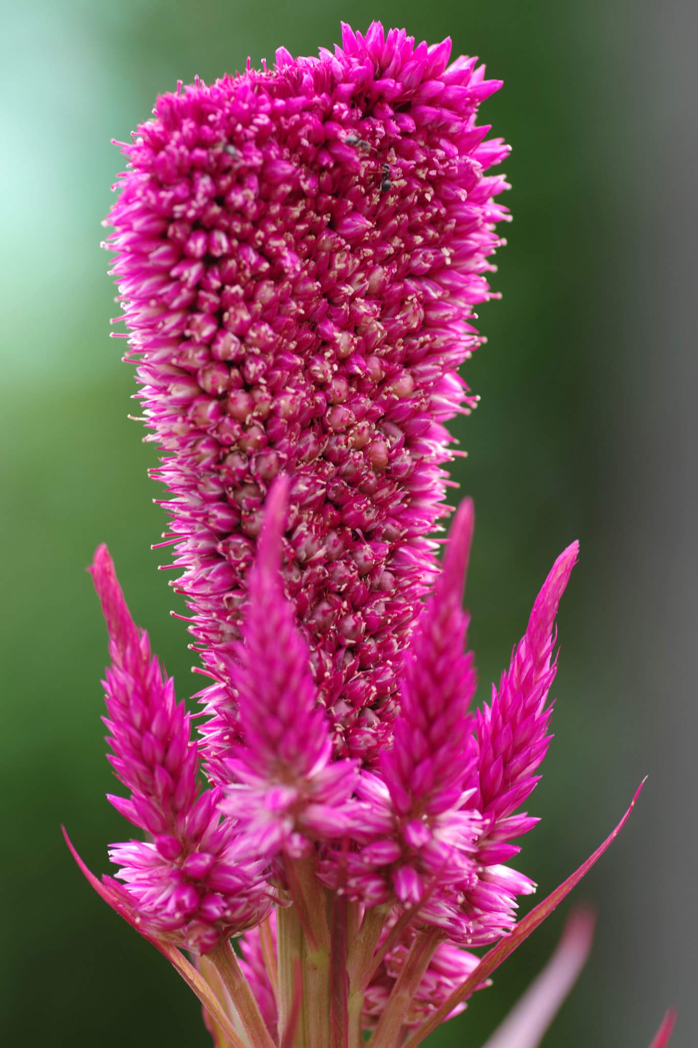 Pentax K-70 sample photo. Celosia argentea (ケイトウ) photography